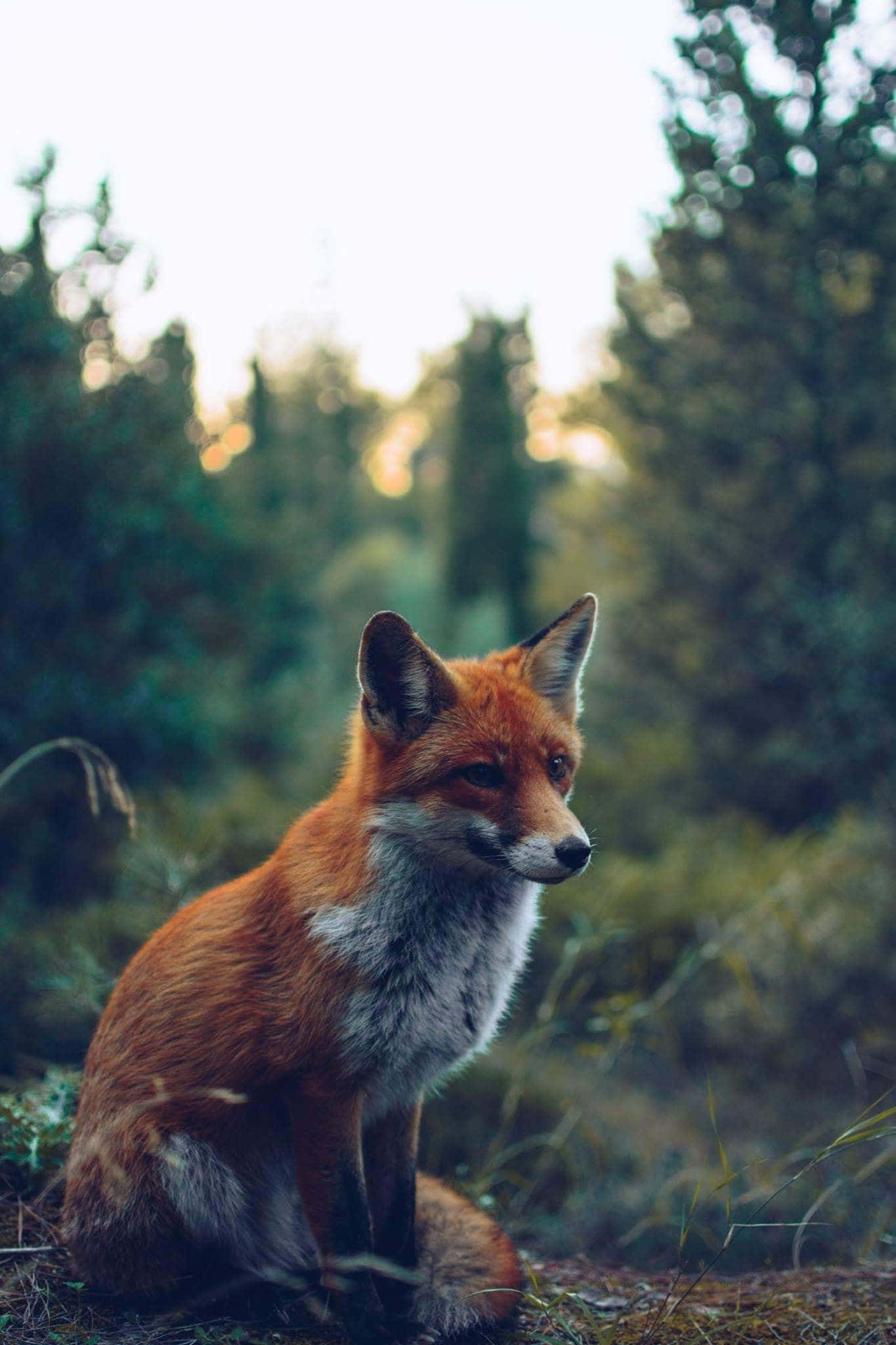 Cool Fox 桌布 壁紙 — 一隻紅狐警覺地坐在陽光明媚的森林中，背景是模糊的綠樹和金色的光線。