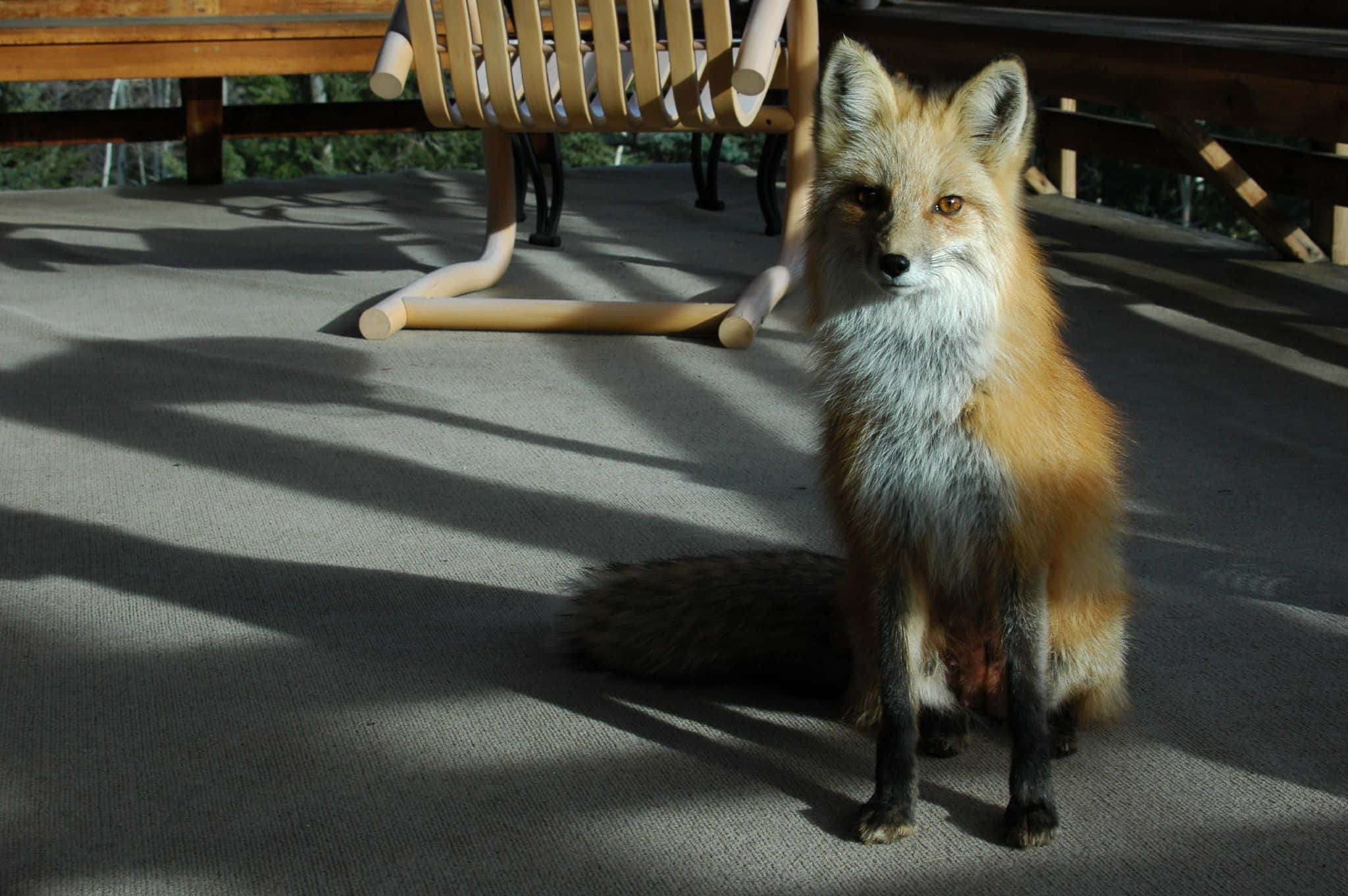 Brown Fox 桌布 壁紙 — 一隻紅狐警覺地坐在陽光普照的木質甲板上，身後椅子投下斑駁的陰影。
