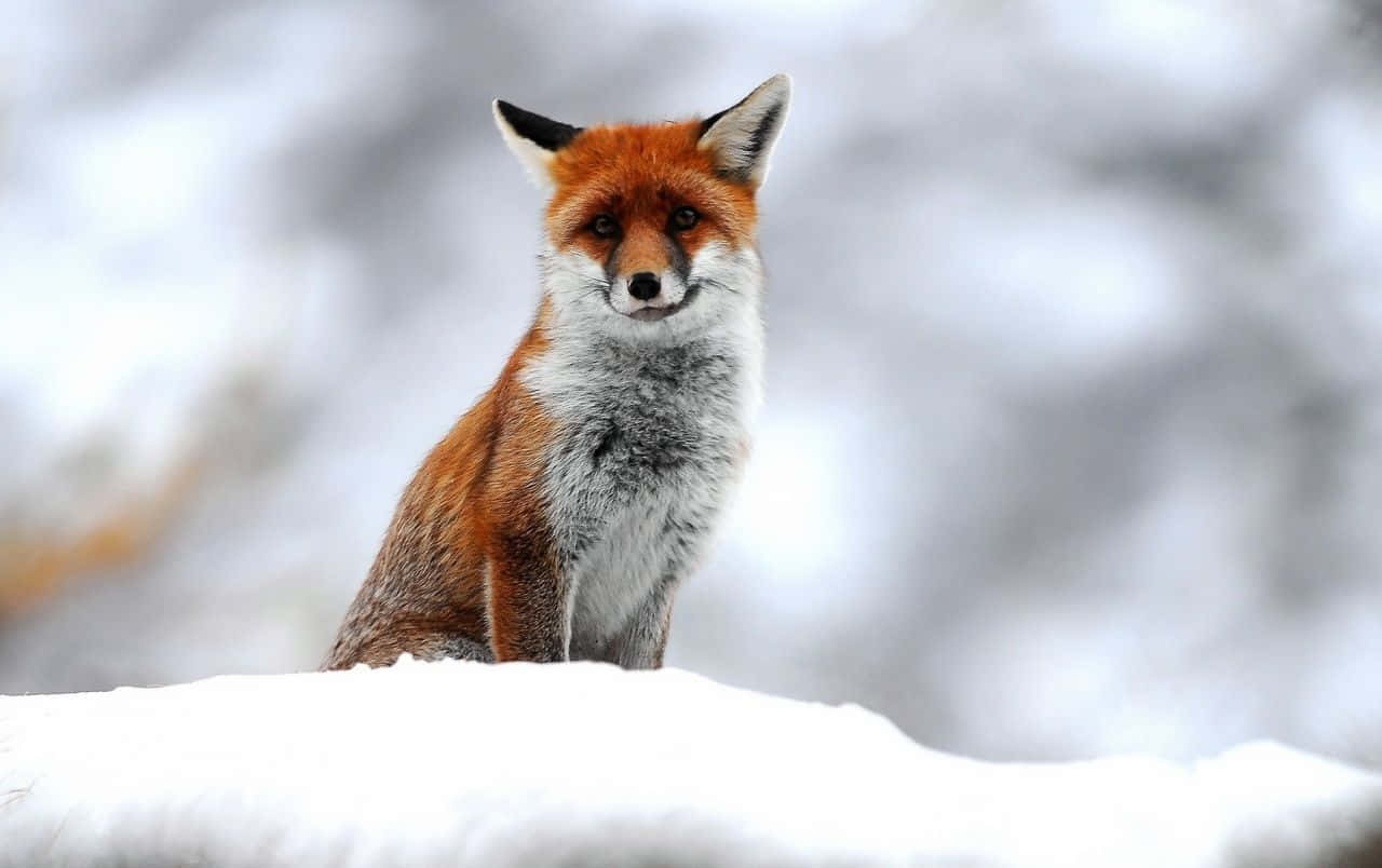 紅狐坐在雪中看著觀看者 — 可愛狐狸 壁紙
