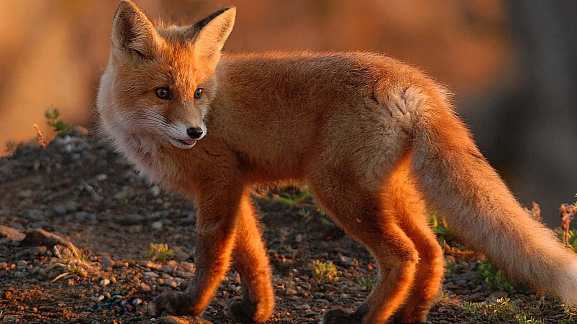 Brown Fox 桌布 壁紙 — 一隻紅狐警覺地站在岩石地面上，沐浴在溫暖的金色時刻光線中，背景柔和模糊。