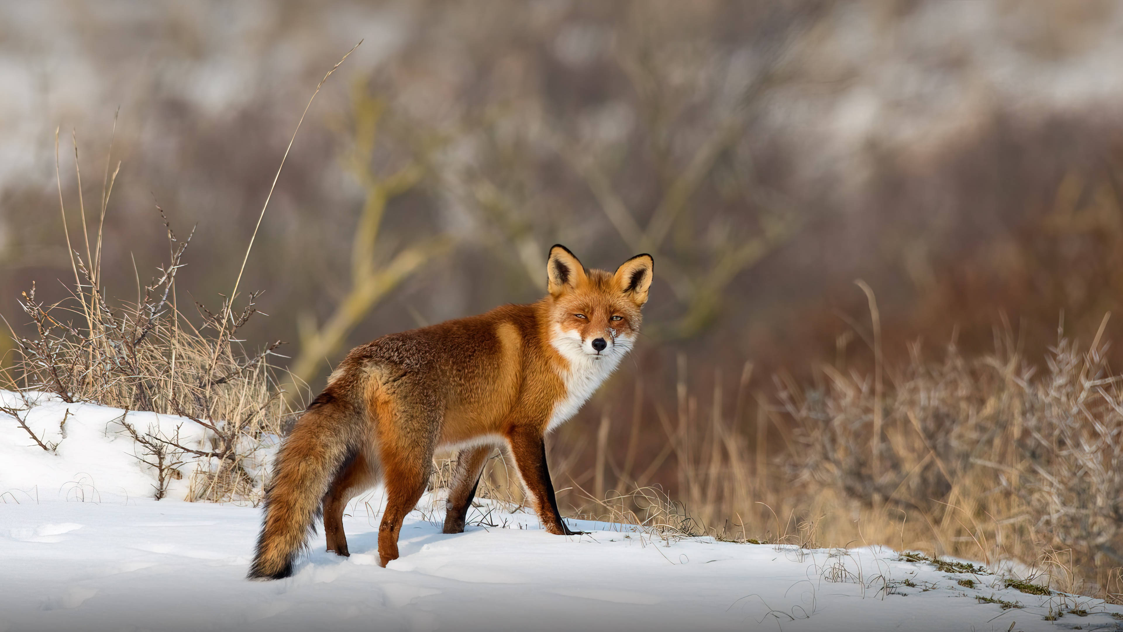 red fox 桌布 壁紙 — 一隻紅狐警覺地站在白雪覆蓋的山坡上，背景有乾草和模糊的冬季樹木。
