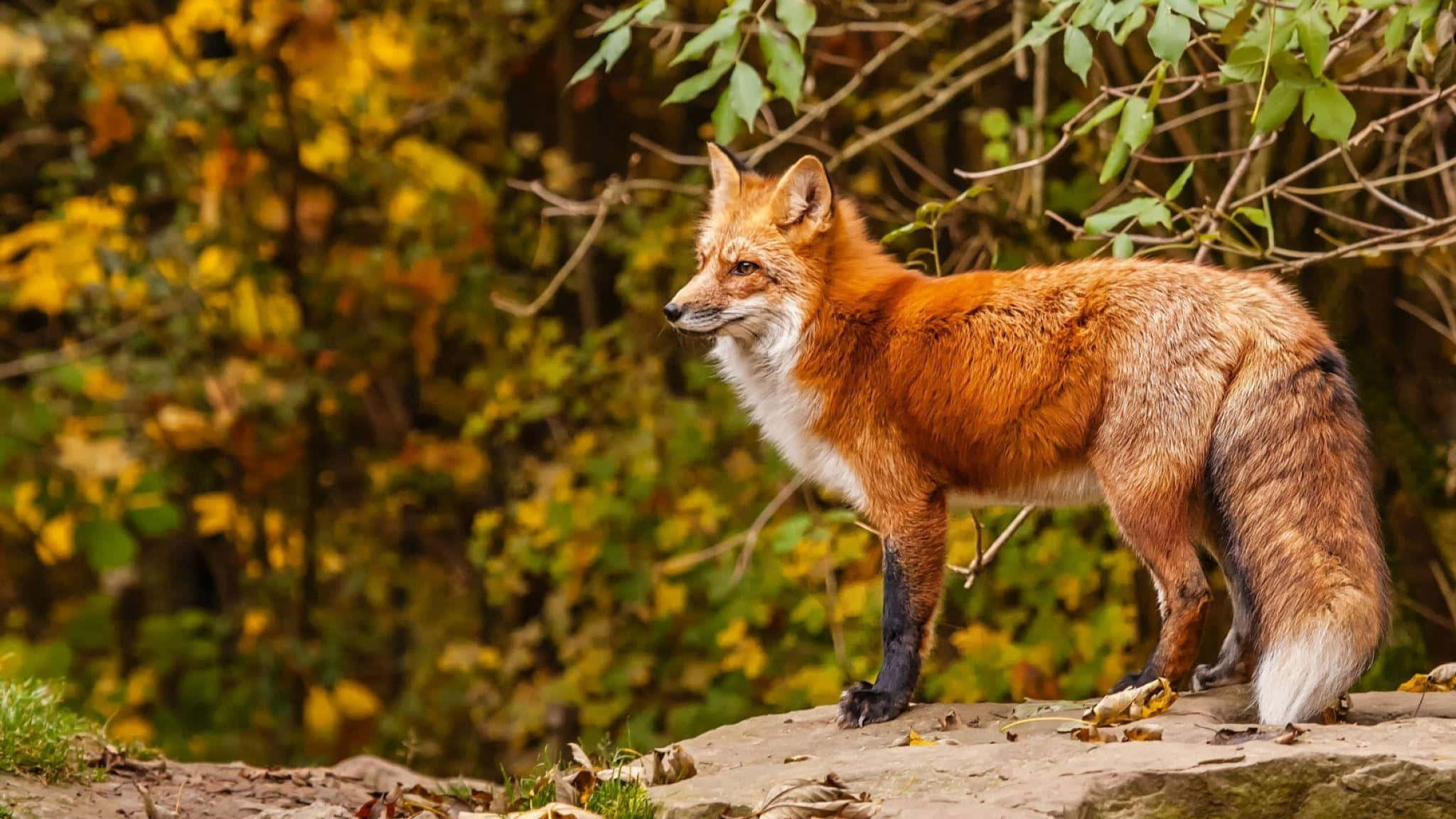 Cool Fox 桌布 壁紙 — 一隻紅狐警覺地站在長滿苔蘚的石頭上，周圍是充滿活力的秋葉，有金色的葉子和綠色的樹枝。