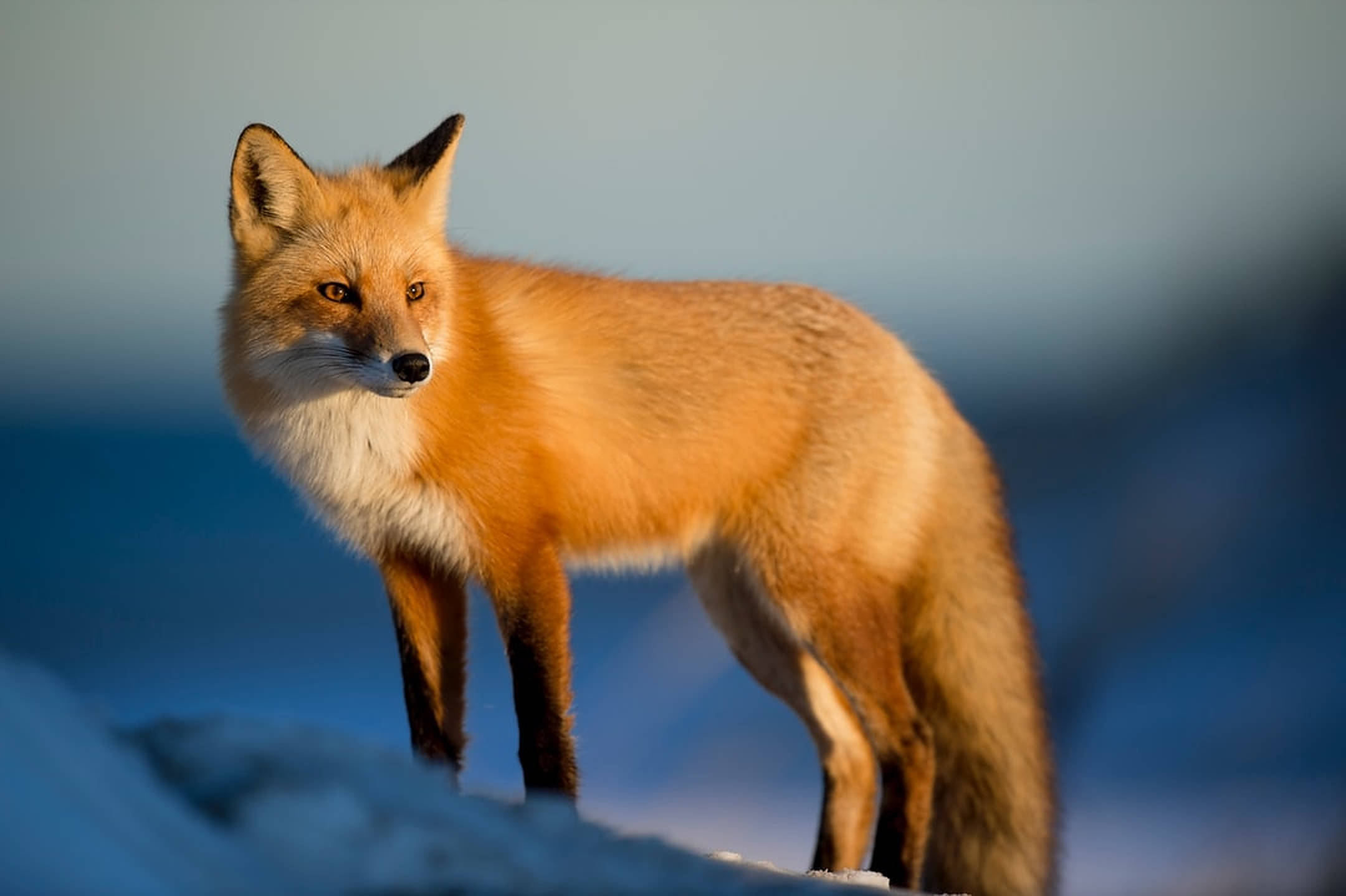 animals 桌布 壁紙 — 一隻紅狐警覺地站在雪地上，背景是柔和藍色的冬日景色，金色陽光突顯其毛皮。