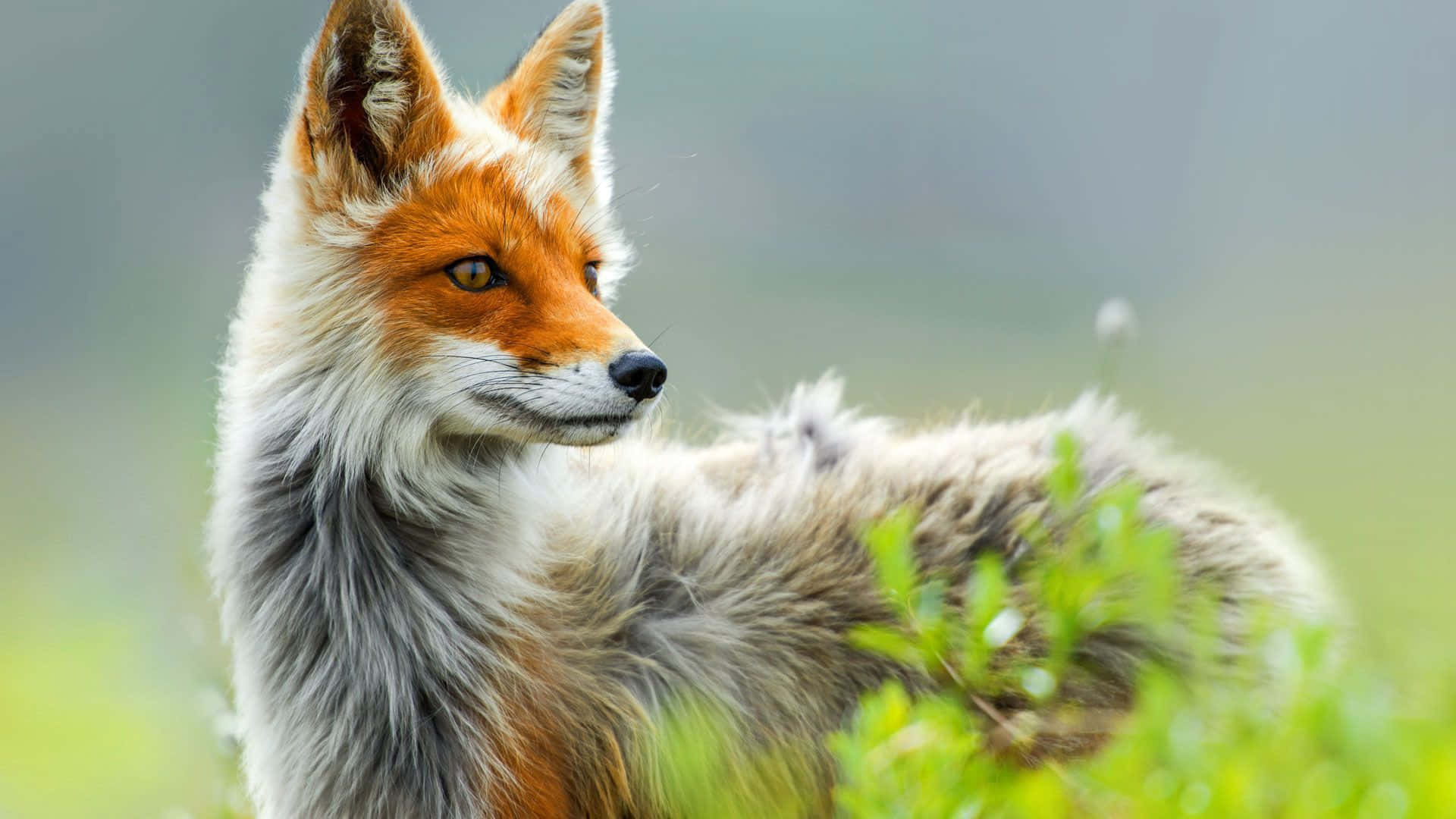 Cool Fox 桌布 壁紙 — 一隻紅狐豎起警覺的耳朵，琥珀色的眼睛，站在柔焦的綠草中，若有所思地凝視著一旁。
