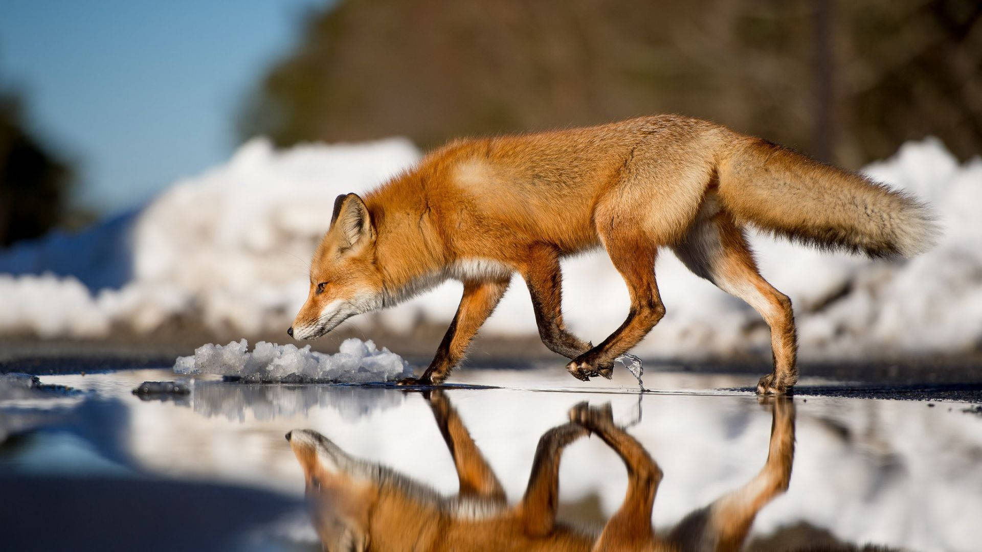 red fox 桌布 壁紙 — 一隻紅狐走過一個淺水坑，倒映著它的身影，背景是白雪皚皚的冬日景色。