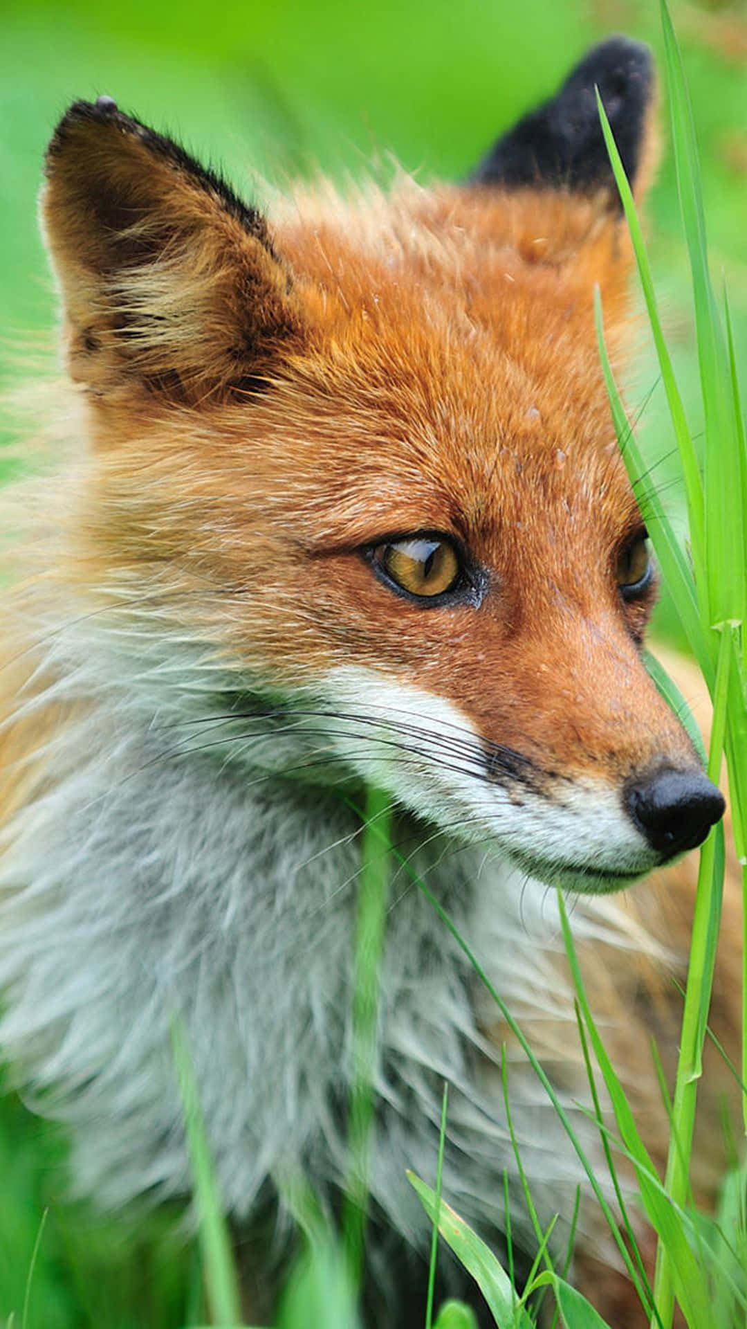 Cool Fox 桌布 壁紙 — 一隻紅狐透過充滿活力的綠草窺視，帶有強烈的金色眼睛的特寫。