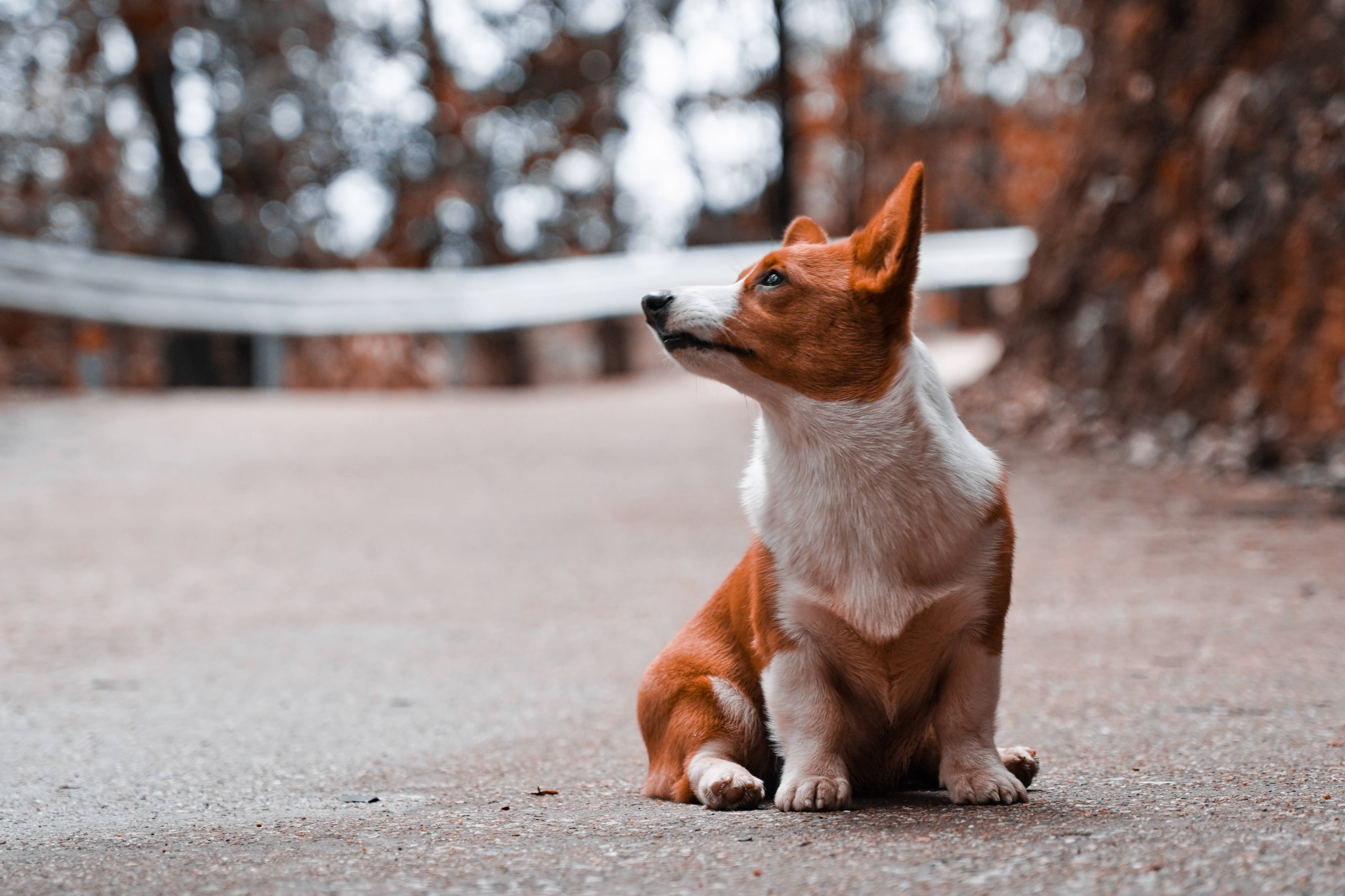 柯基 桌布 壁紙 — 一隻紅白色的巴仙吉犬在模糊的秋樹下鋪砌的小徑上專注地坐著。