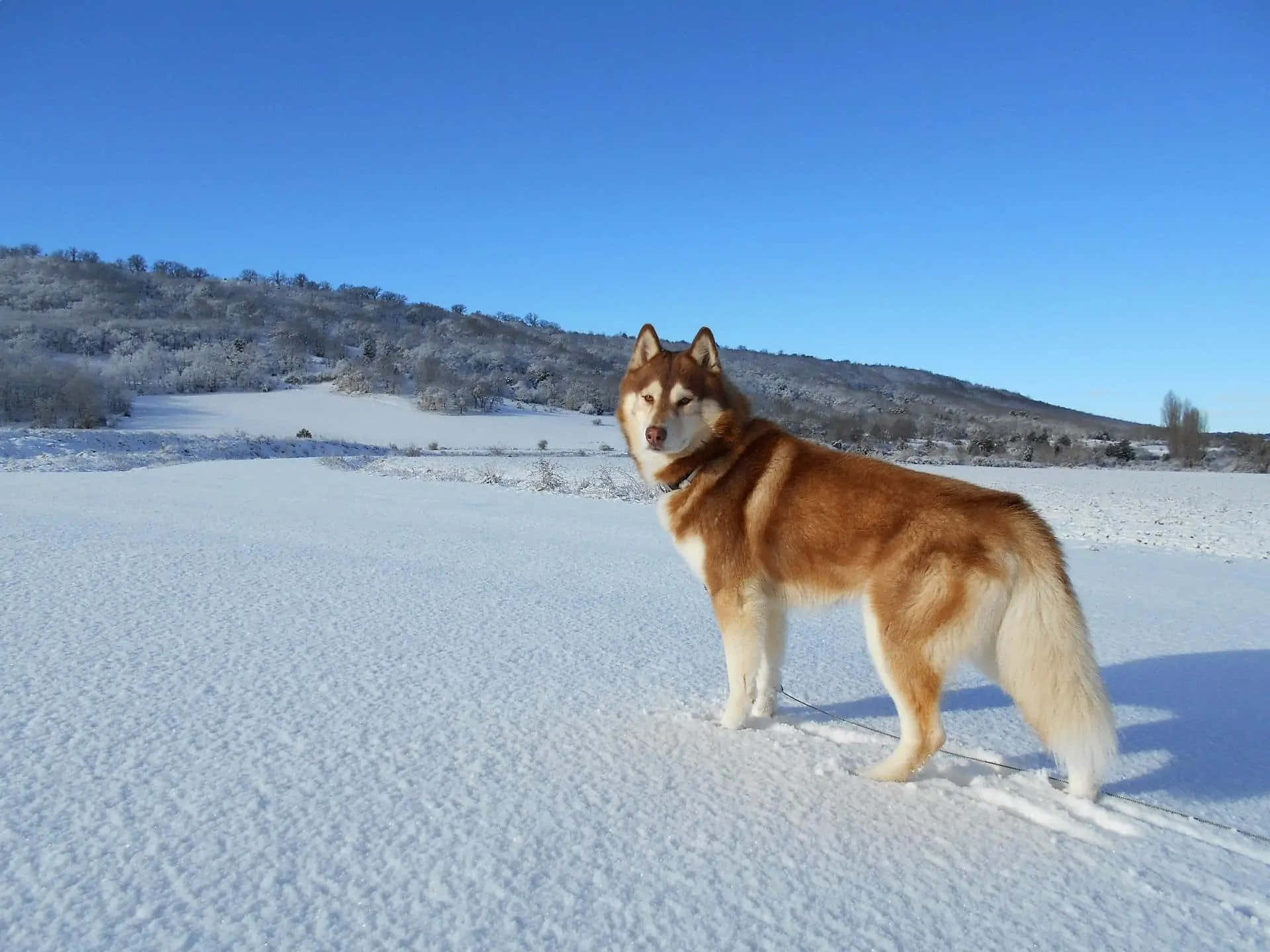 狗 桌布 壁紙 — 一隻紅白色的西伯利亞雪橇犬在廣闊的雪地上警覺地站立，背景是結霜的山丘和清澈的藍色冬日天空。