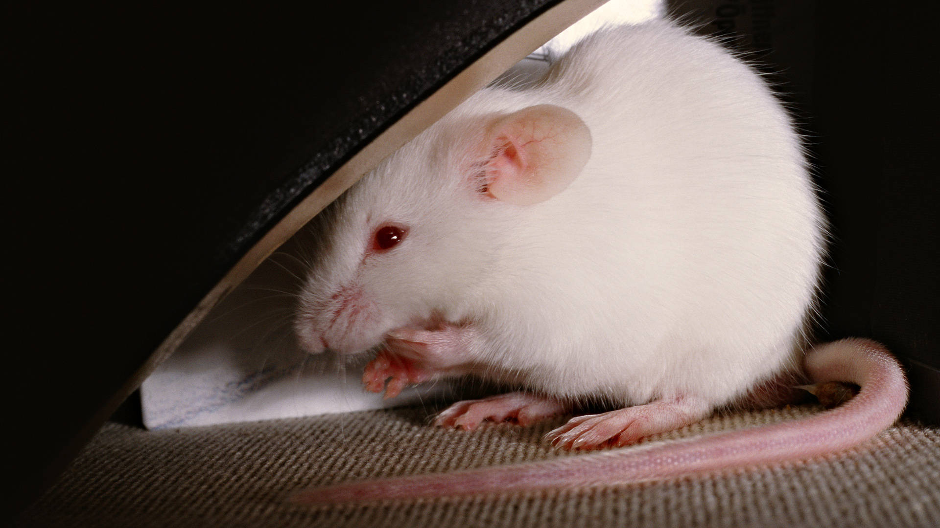 Mouse 桌布 壁紙 — 一隻紅眼白實驗鼠在紋理地毯上從暗色表面下謹慎地窺視。