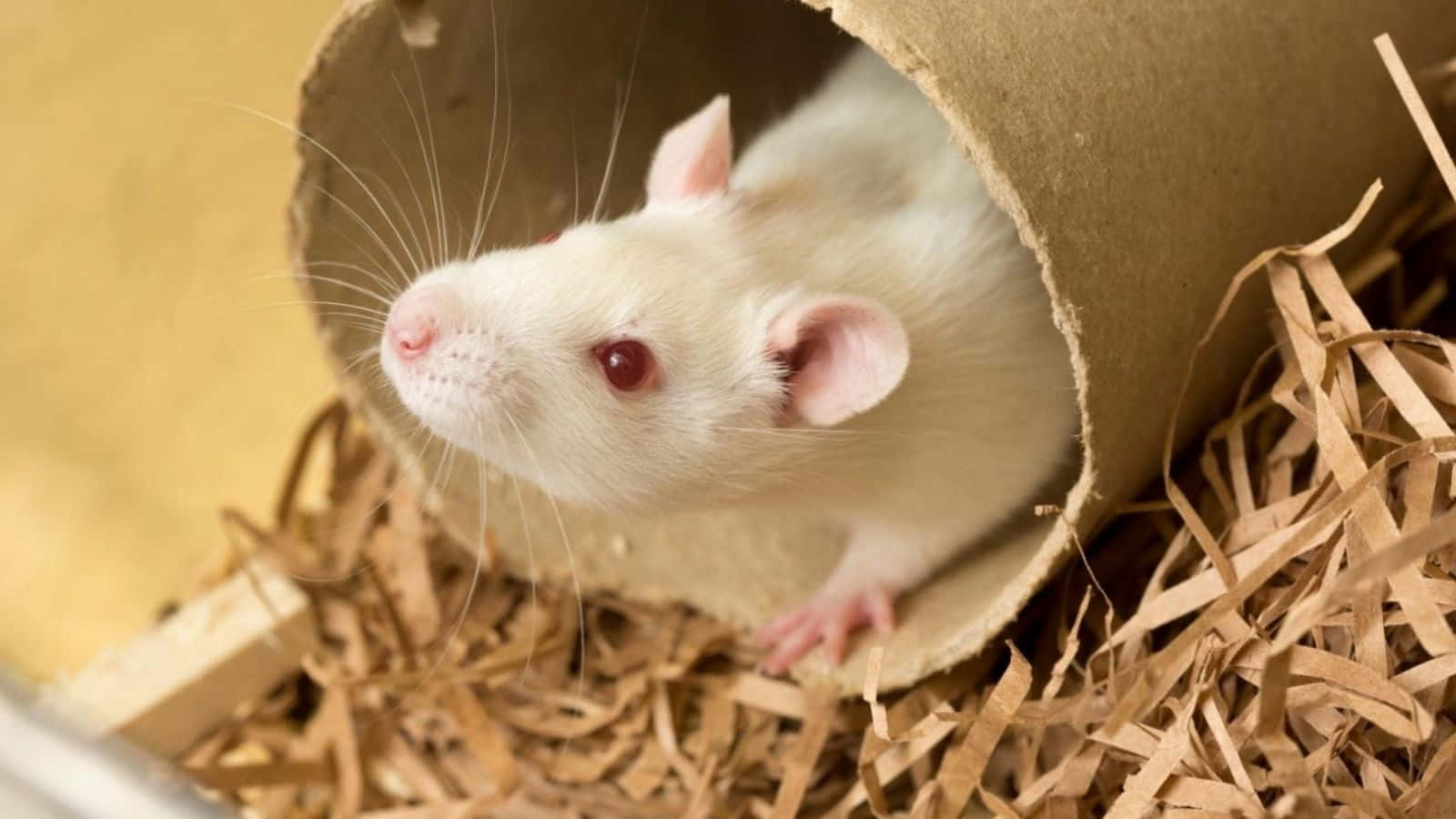 Rat 桌布 壁紙 — 一隻紅眼白鼠好奇地從一個放在棕色碎紙床墊中的紙板管中探出頭來。