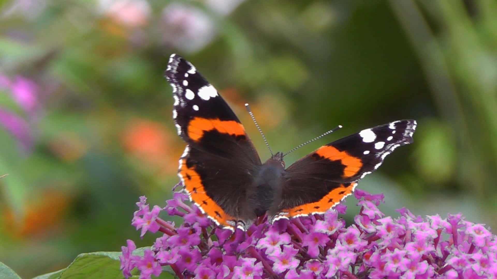 Red Admiral Butterfly 桌布 壁紙 — 一隻紅紋麗蛺蝶，黑色翅膀上有白色斑點，輕輕停在一簇鮮豔的粉紅色花朵上。