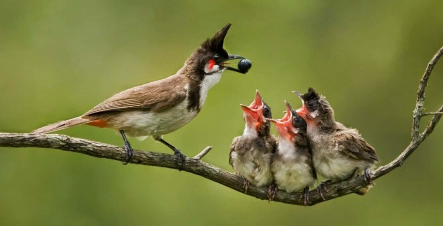 birds 桌布 壁紙 — 一隻紅耳鵯棲息在樹枝上，用深色漿果餵養三隻張開喙的雛鳥。
