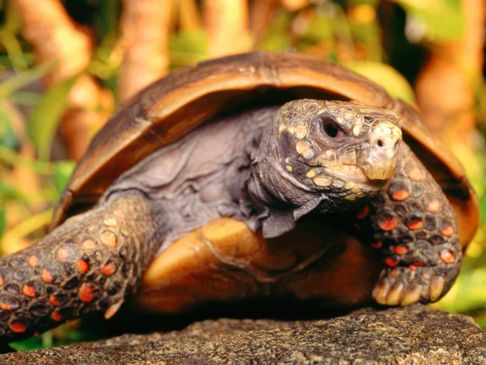 tortoise 桌布 壁紙 — 一隻紅腿陸龜的特寫，腿部有鮮豔的橙色斑點，在陽光普照的自然棲息地的岩石上休息。