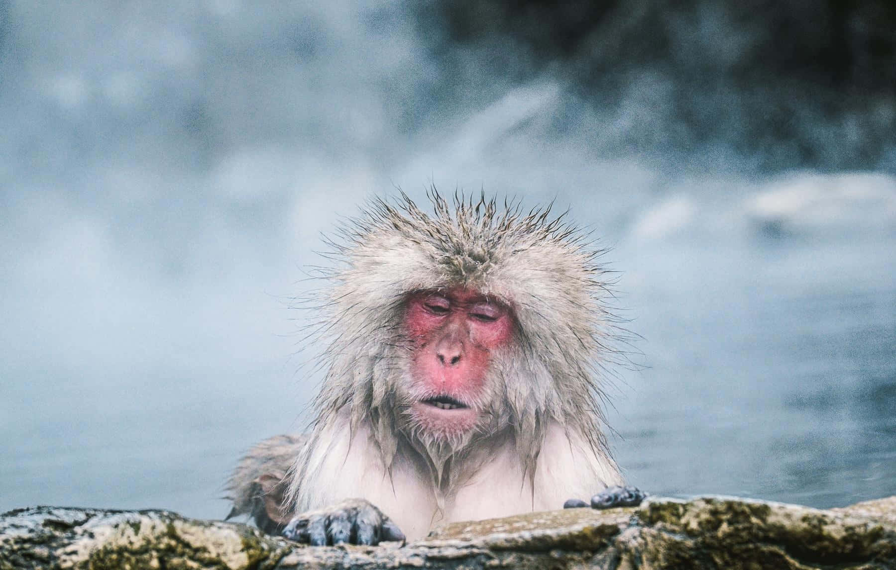 Baby Monkey 桌布 壁紙 — 一隻紅臉濕毛的雪猴在煙霧繚繞的岩石環繞下，於冒著蒸氣的溫泉水中放鬆。