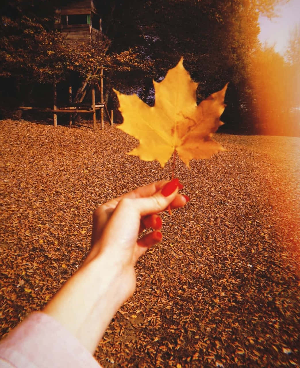 hand 桌布 壁紙 — 一隻紅色指甲的手拿著一片鮮黃色的楓葉，背景是落葉和溫暖的夕陽餘暉。