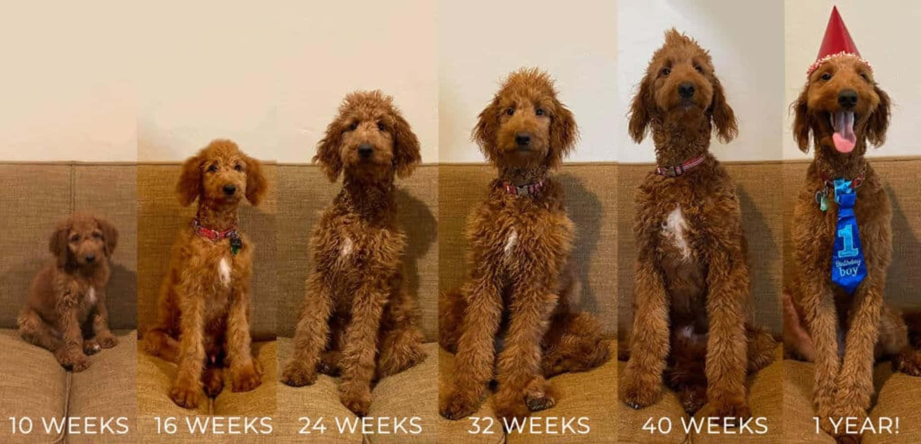 Poodle 桌布 壁紙 — 一隻紅色貴賓犬幼犬在12個月內長大成犬，以六張在沙發上拍攝的年齡進展照片展示。