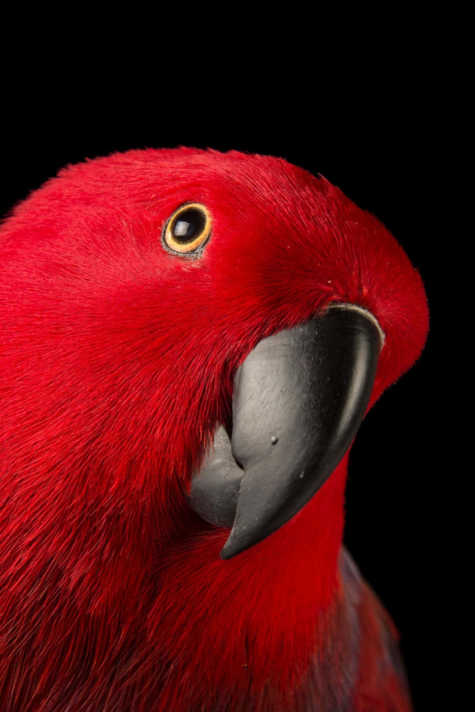 parrot 桌布 壁紙 — 一隻紅色鸚鵡頭部的鮮明特寫，以純黑背景突出其鮮豔羽毛和鋒利喙部。