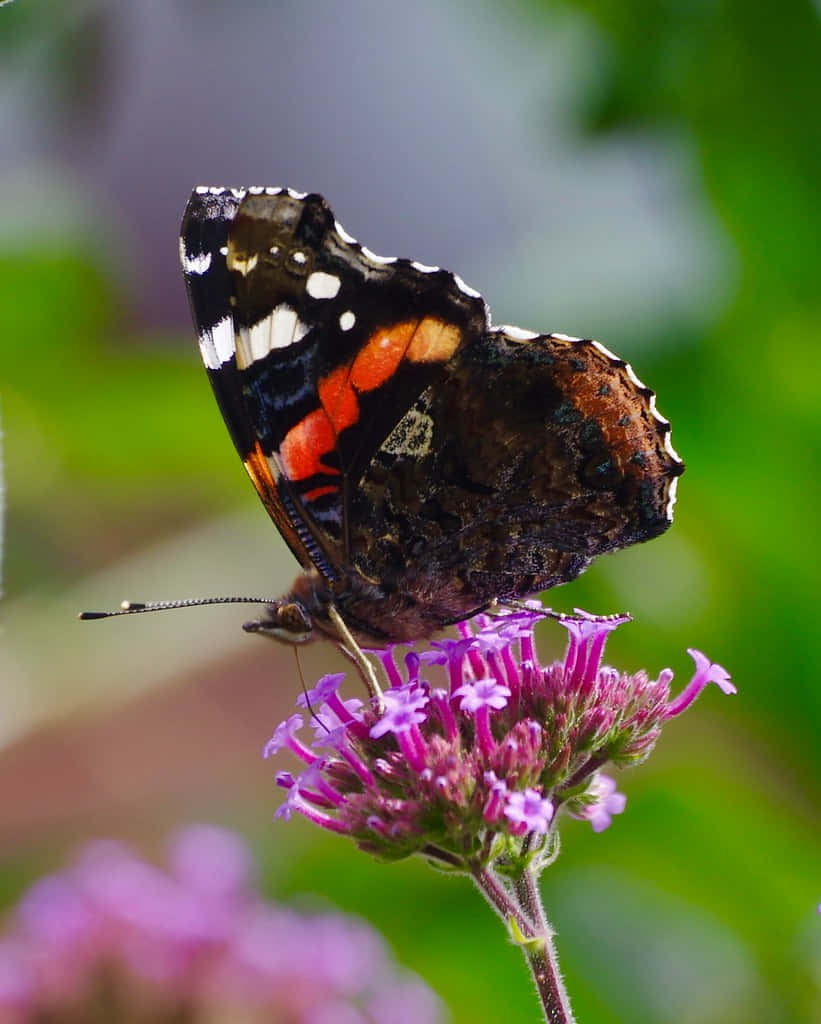 Red Admiral Butterfly 桌布 壁紙 — 一隻紅蛺蝶，黑色翅膀上有白色斑點，輕輕停在一簇紫色花朵上，背景是柔和的綠色。