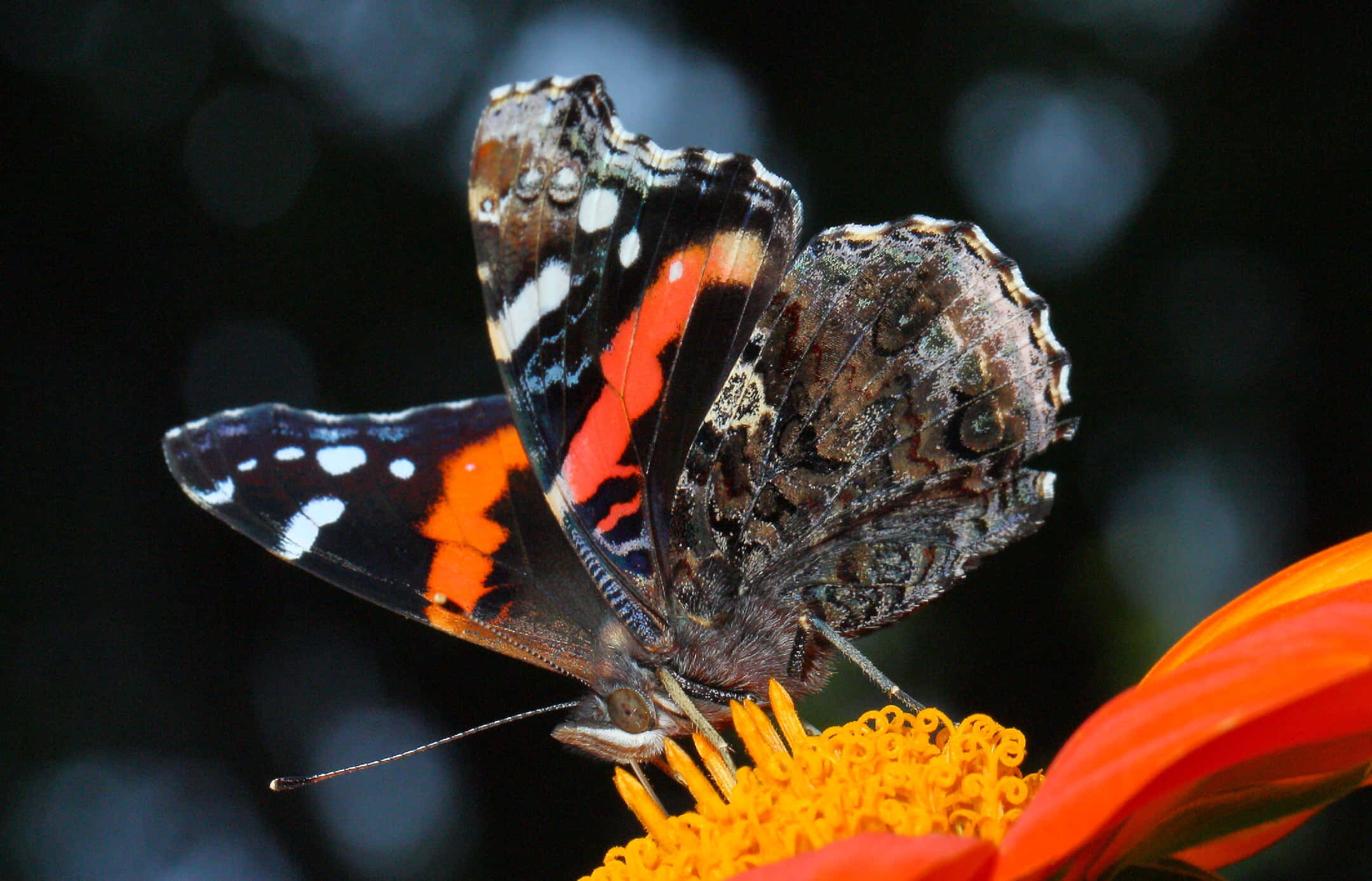 Red Admiral Butterfly 桌布 壁紙 — 一隻紅蛺蝶，黑色翅膀上有白色斑點，輕輕停在一朵鮮橙色花朵上，背景是深色模糊的。