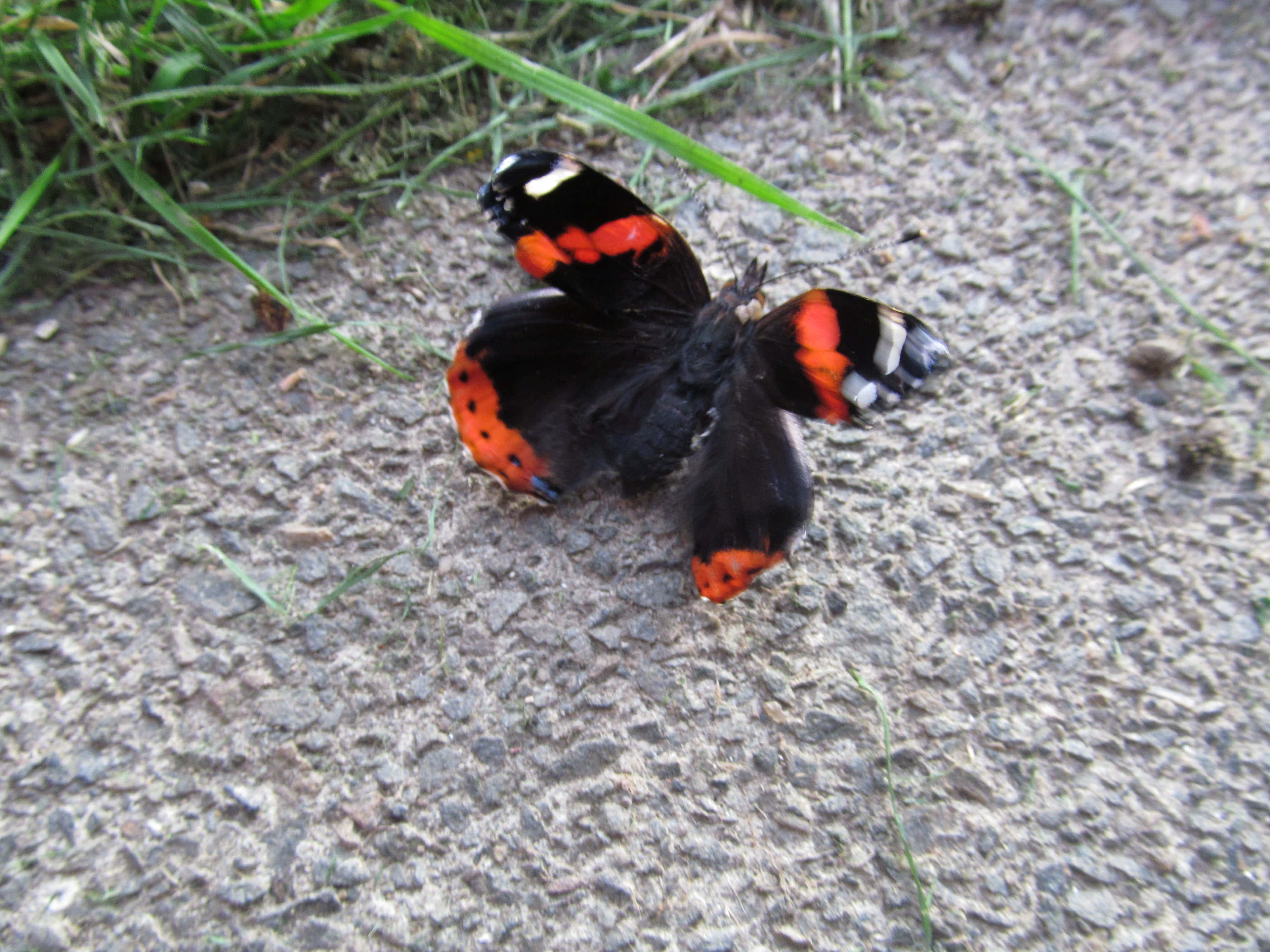 Red Admiral Butterfly 桌布 壁紙 — 一隻紅蛺蝶，黑色翅膀帶有橙紅色條紋，在碎石路上休息，旁邊有綠草。