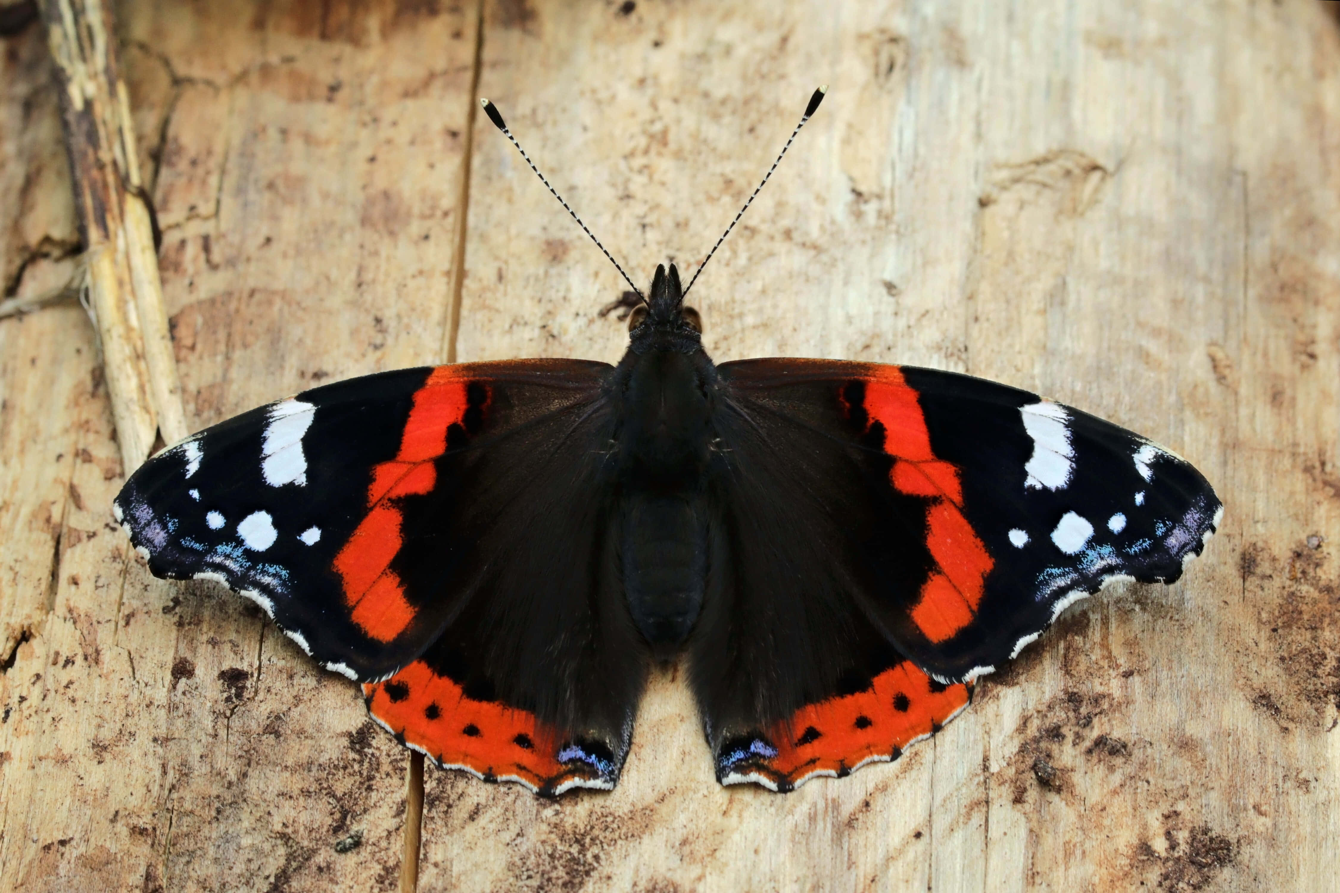 Red Admiral Butterfly 桌布 壁紙 — 一隻紅蛺蝶，黑色翅膀帶有白色斑點，停留在風化的木樹皮上。