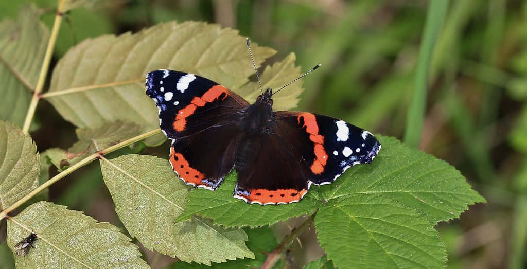 Red Admiral Butterfly 桌布 壁紙 — 一隻紅蛺蝶，黑色翅膀帶有白色斑點，在陽光普照的花園中停在一片鮮綠的葉子上。