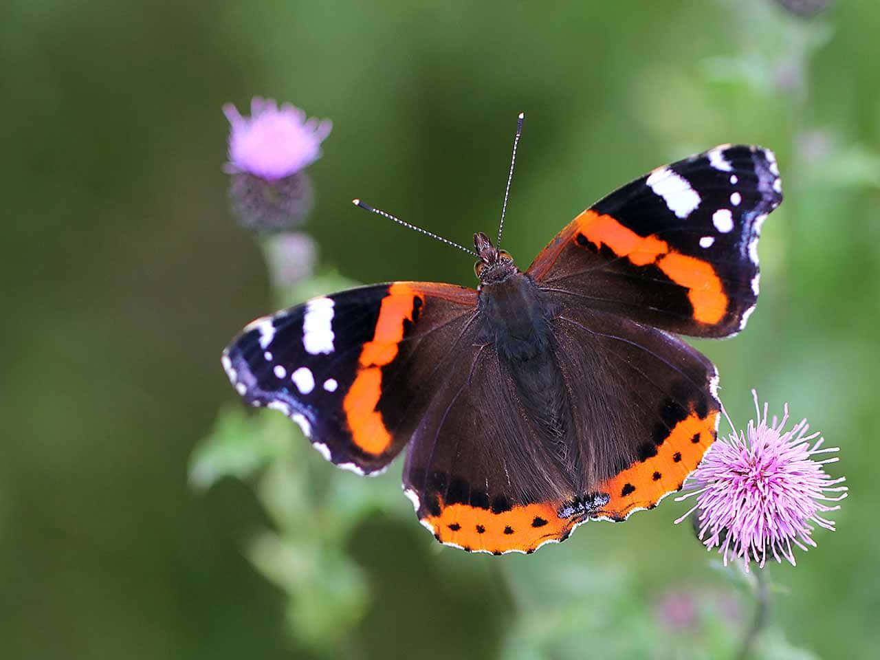 Red Admiral Butterfly 桌布 壁紙 — 一隻紅蛺蝶，黑色翅膀帶橙色斑紋，輕柔地停在一朵紫色薊花上，背景是柔和的綠色。