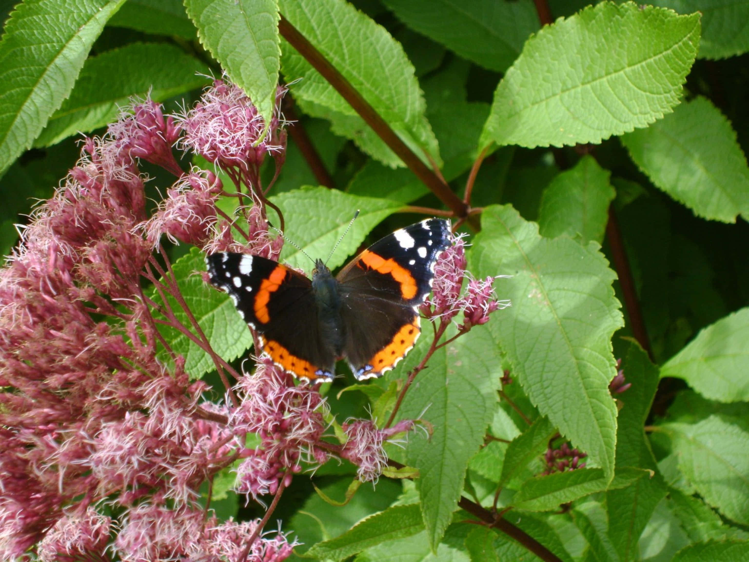 Red Admiral Butterfly 桌布 壁紙 — 一隻紅蛺蝶，黑色翅膀帶橙色條紋，停歇在翠綠葉叢中嬌嫩的粉紅色花簇上。