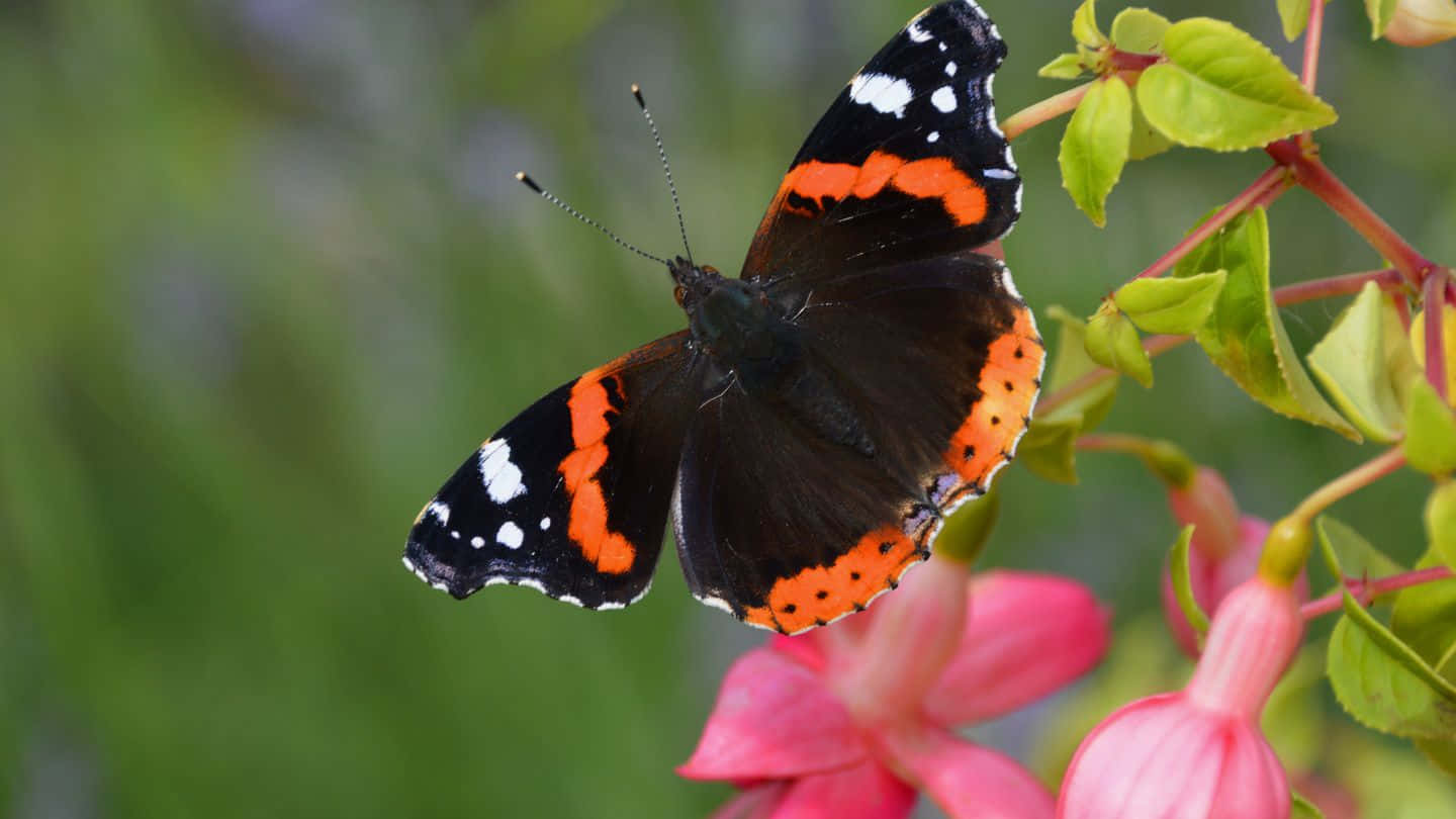 Red Admiral Butterfly 桌布 壁紙 — 一隻紅蛺蝶，黑色翅膀帶白色斑點，輕輕停在一朵粉紅色的倒掛金鐘花上，背景是柔和的綠色模糊效果。
