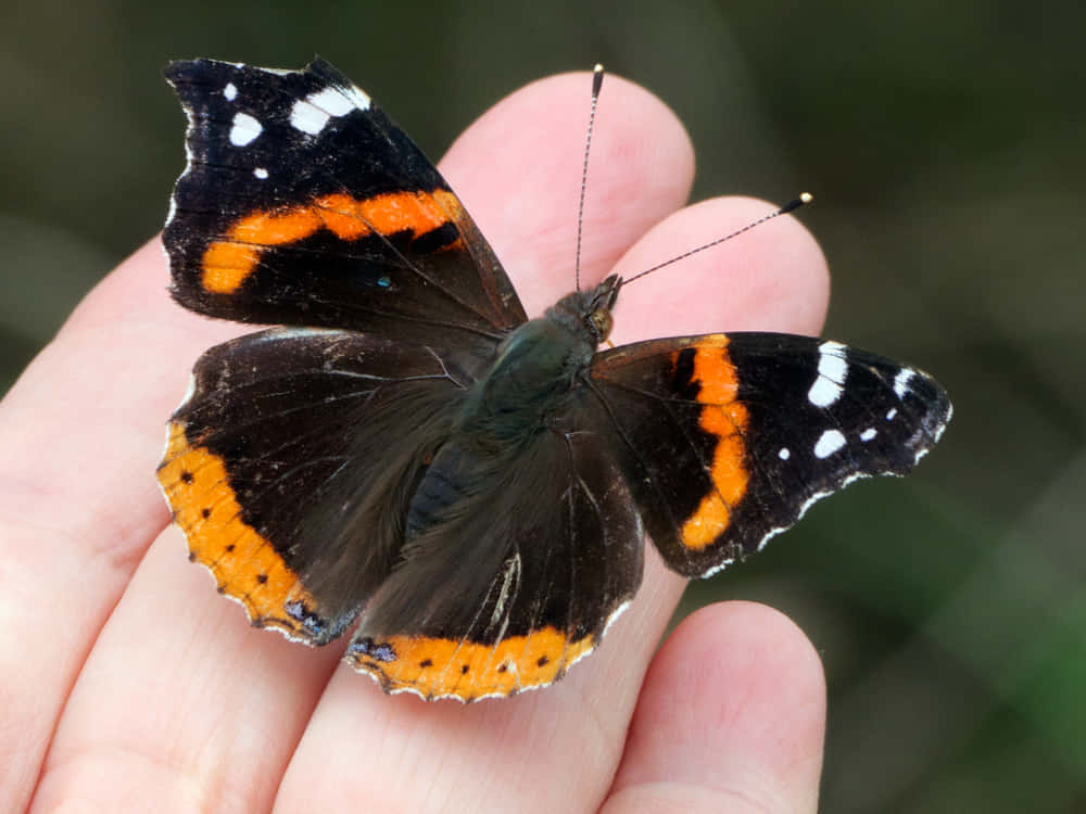 Red Admiral Butterfly 桌布 壁紙 — 一隻紅蛺蝶，黑色翅膀邊緣帶橙色和白色，輕輕停歇在伸出的手上。