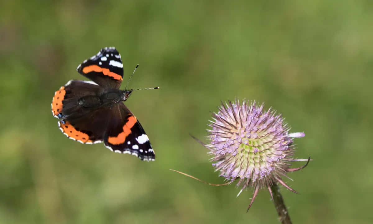 Red Admiral Butterfly 桌布 壁紙 — 一隻紅蛺蝶在柔和的綠色模糊背景中，靠近一朵帶刺的紫色花朵盤旋。