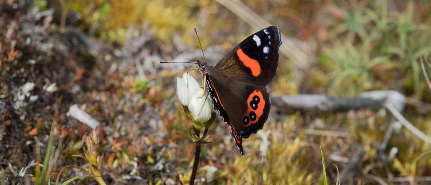 Red Admiral Butterfly 桌布 壁紙 — 一隻紅蛺蝶輕柔地停在一朵白色花朵上，周圍是泥土色的苔蘚和模糊的綠意。