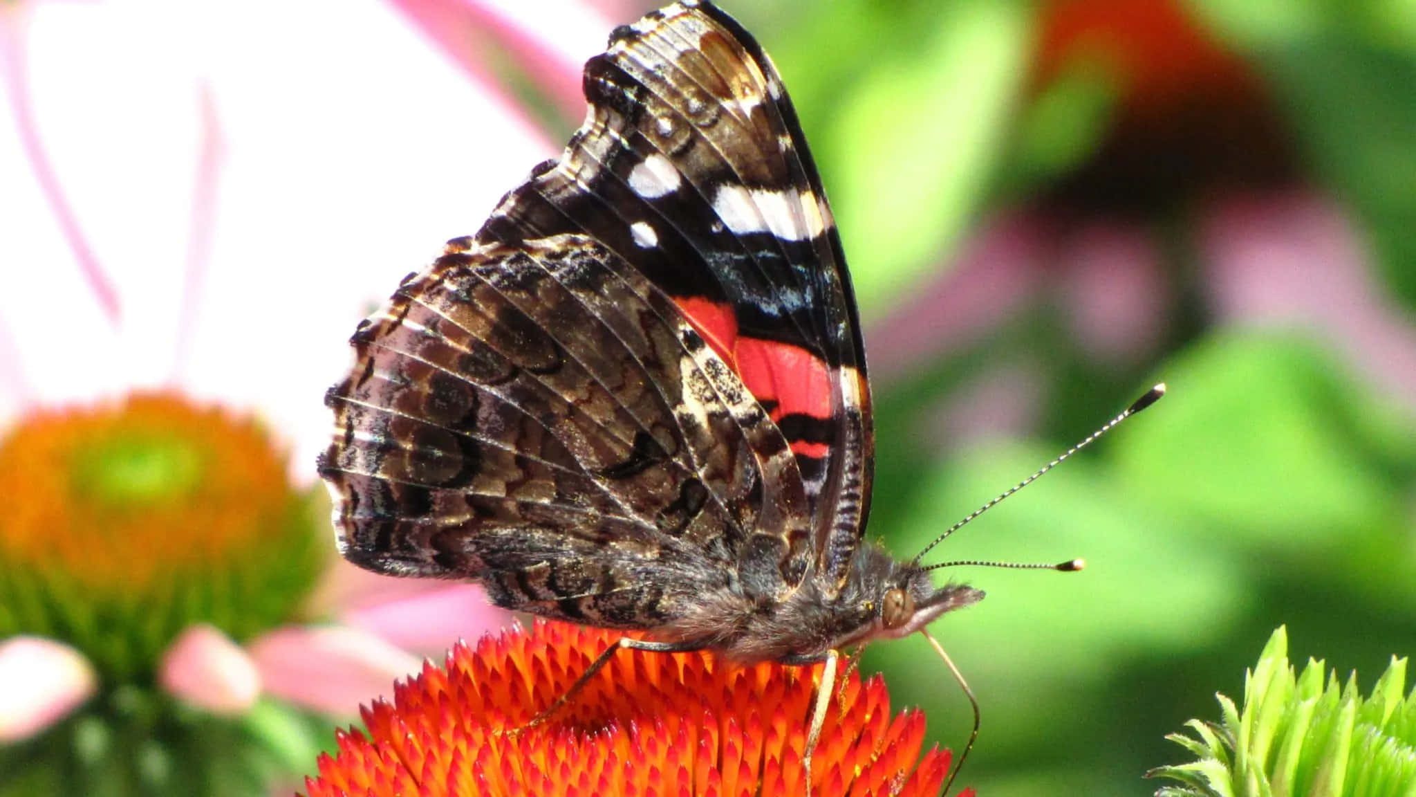 Red Admiral Butterfly 桌布 壁紙 — 一隻紅蛺蝶輕柔地停在一朵鮮橙色的金光菊上，背景是柔和模糊的花園。
