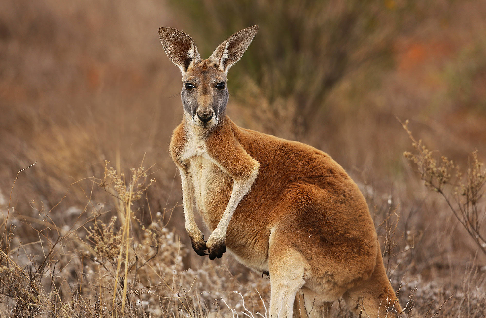 Kangaroo 桌布 壁紙 — 一隻紅袋鼠警覺地站在乾燥的金色草地上，後面有模糊的灌木叢。