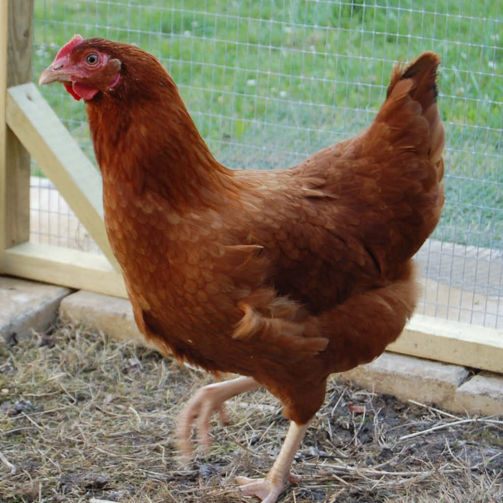 Chicken 桌布 壁紙 — 一隻紅褐色的母雞警覺地站在稻草上，位於木柵欄內，鐵絲網後方可見綠草。