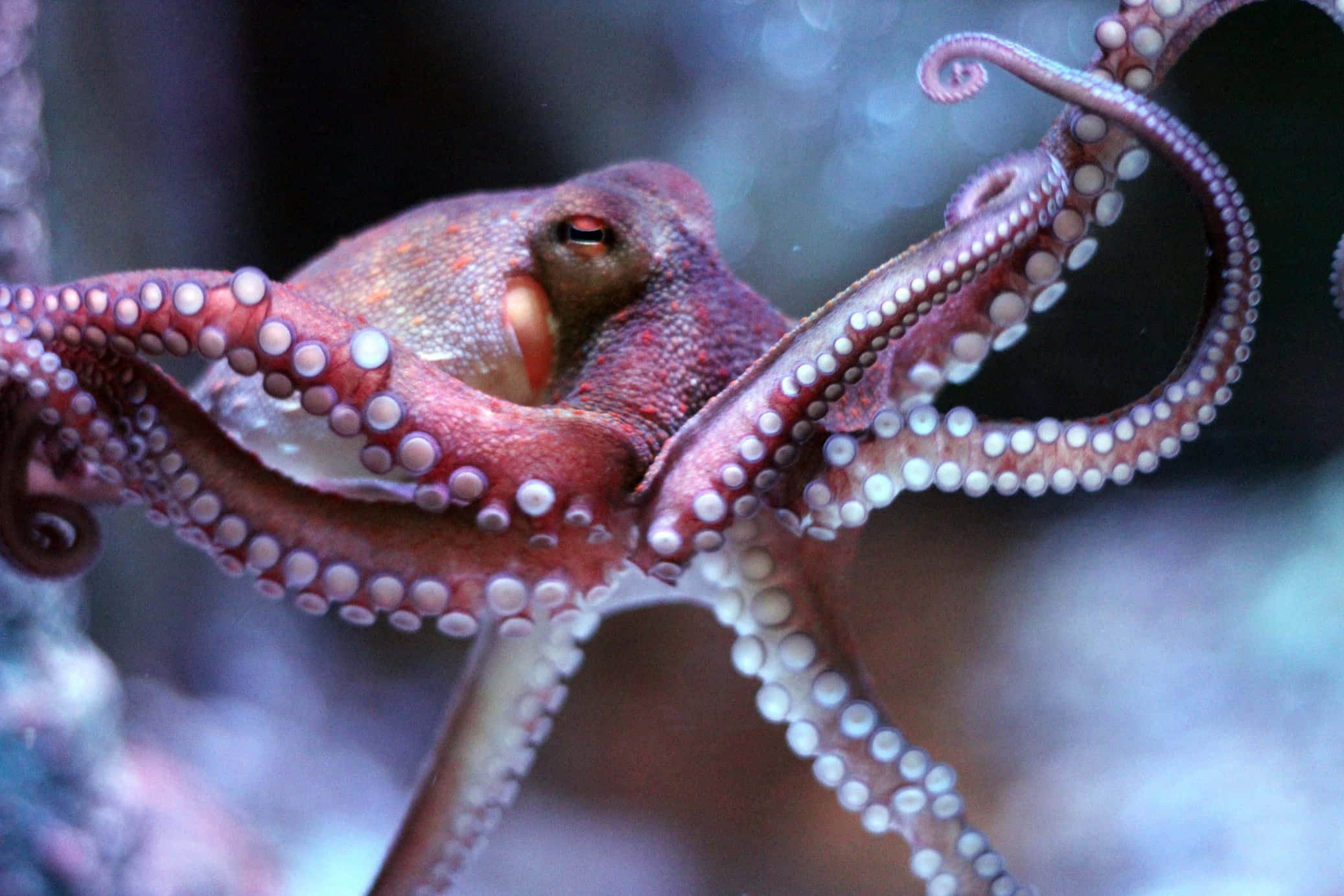 Sea Animal 桌布 壁紙 — 一隻紅褐色章魚的特寫，帶有白色吸盤，在渾濁的藍色水中優雅地捲曲觸手。