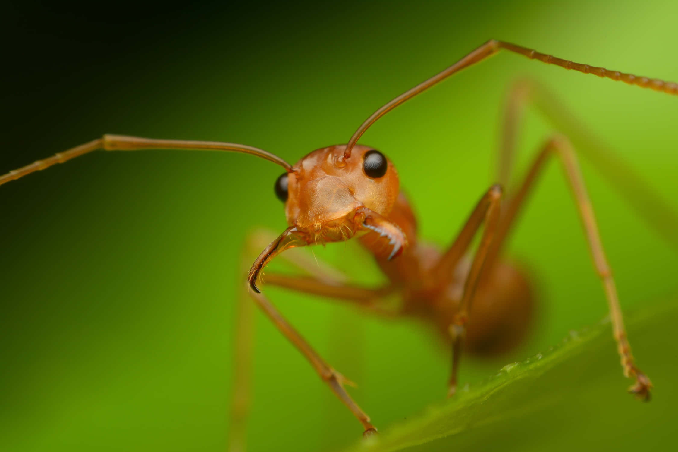 ant 桌布 壁紙 — 一隻紅褐色螞蟻，長著黑色大眼睛，棲息在鮮綠色葉片上的特寫照片。