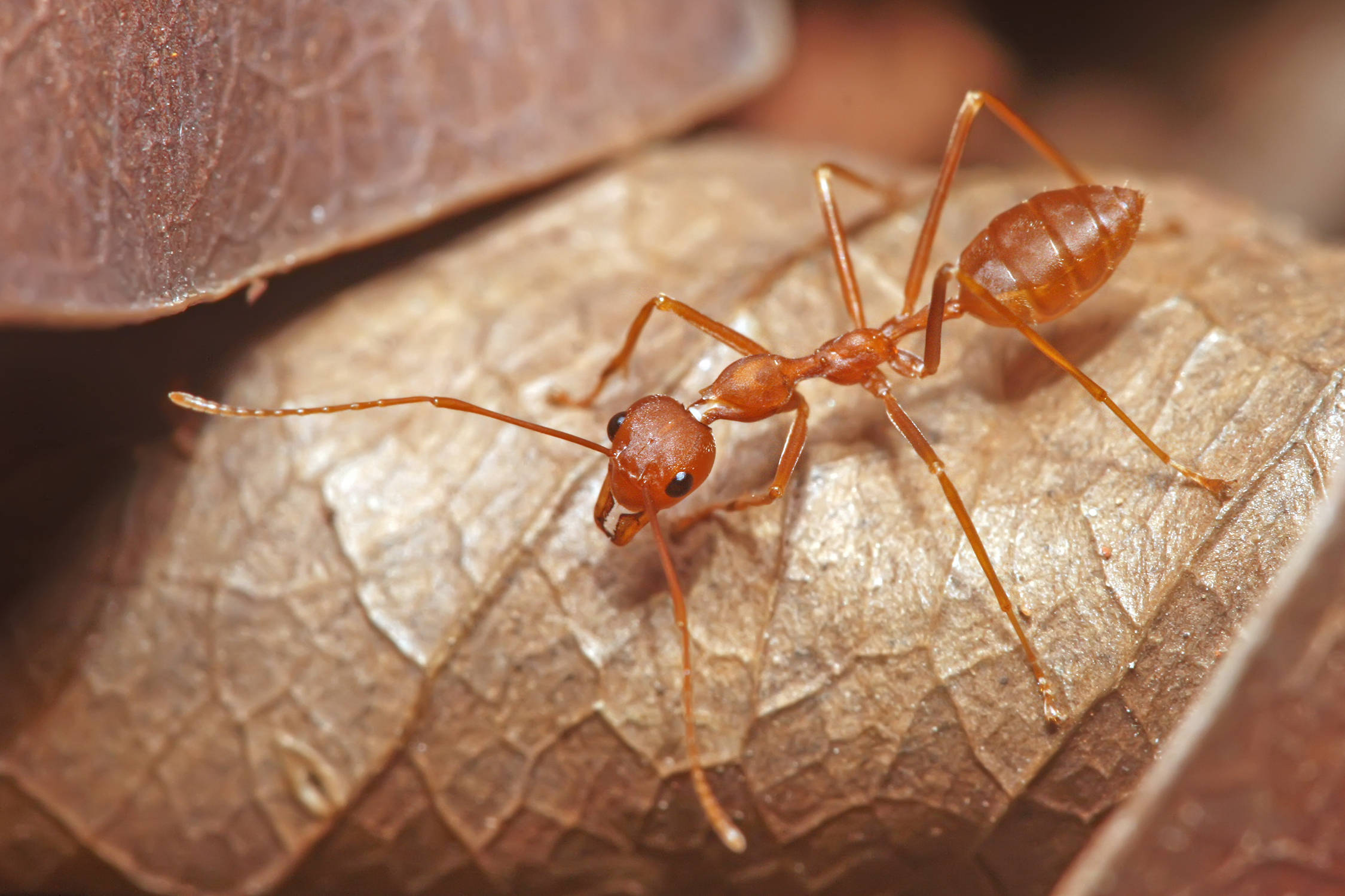 ant 桌布 壁紙 — 一隻紅褐色螞蟻在乾葉的複雜葉脈上行走的特寫照片。