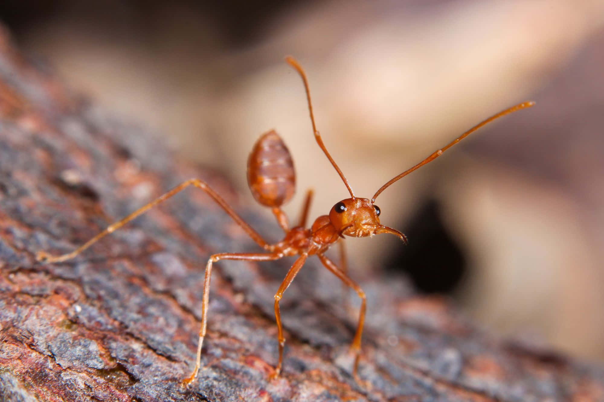 ant 桌布 壁紙 — 一隻紅褐色螞蟻在粗糙有紋理的樹皮上行走的特寫照片。