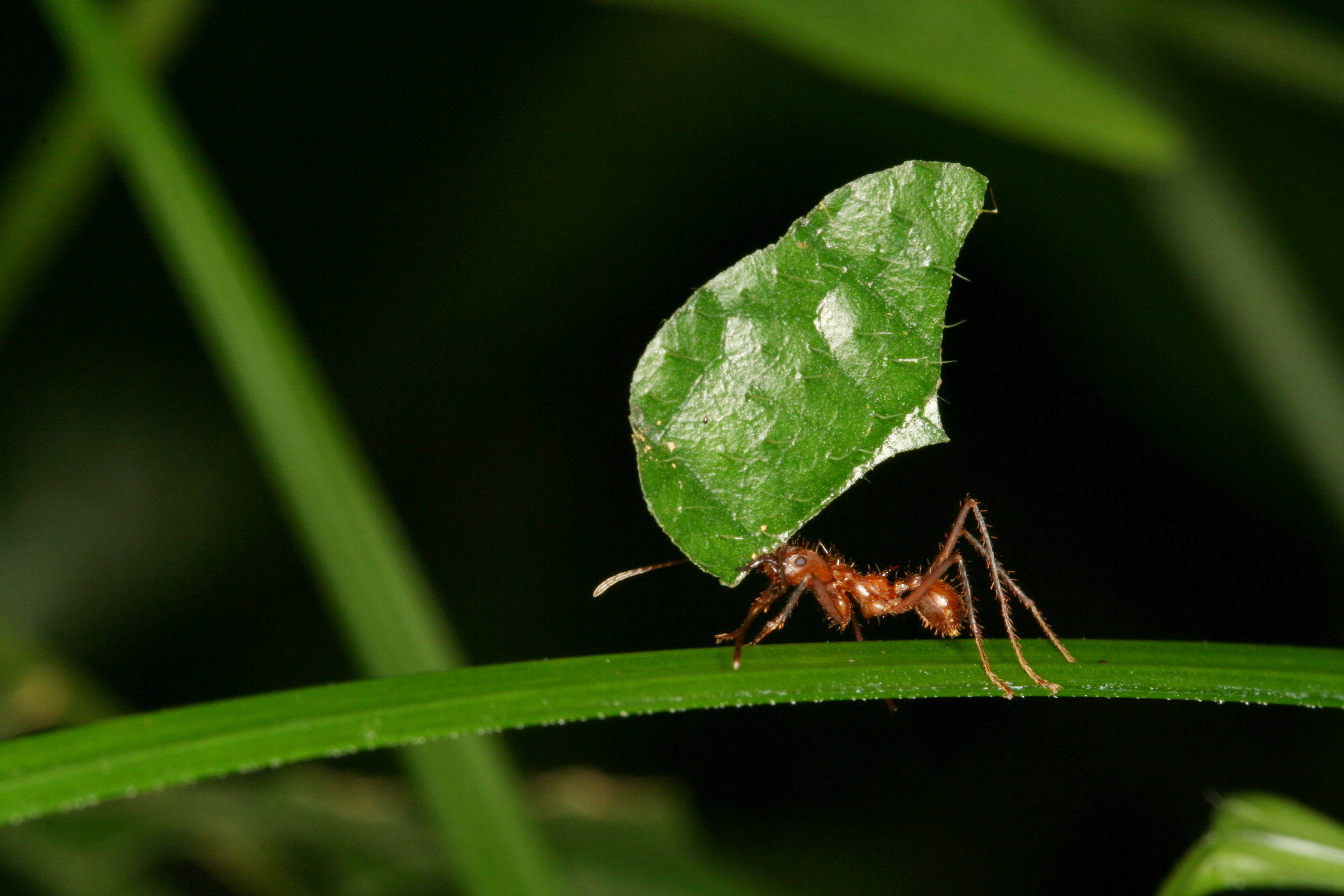 ant 桌布 壁紙 — 一隻紅褐色螞蟻在黑暗的自然環境中，將一塊大的綠色葉片碎片帶過一片草葉。
