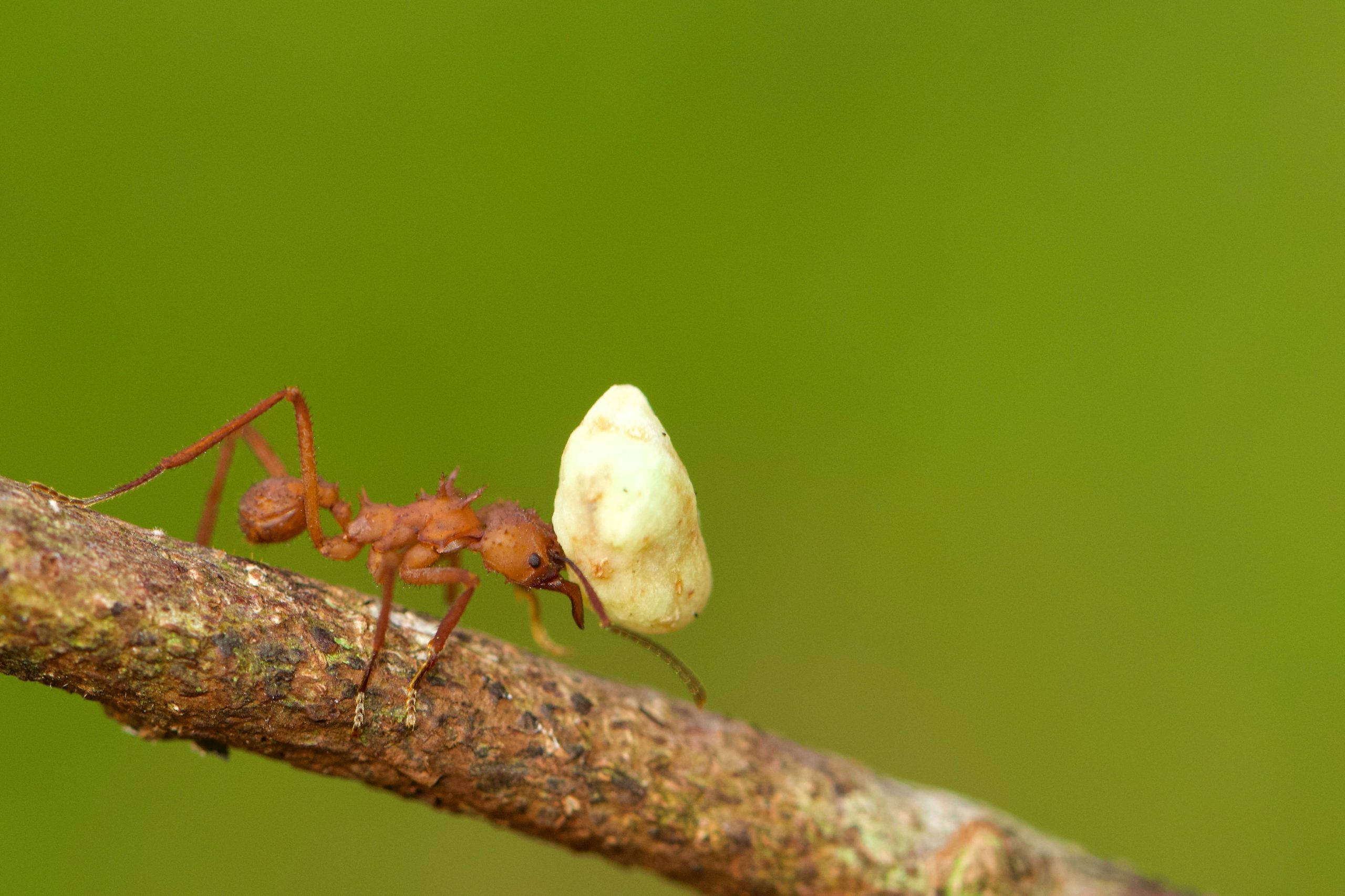 ant 桌布 壁紙 — 一隻紅褐色螞蟻沿著紋理分明的樹枝搬運淡綠色種莢，背景是柔和的綠色。