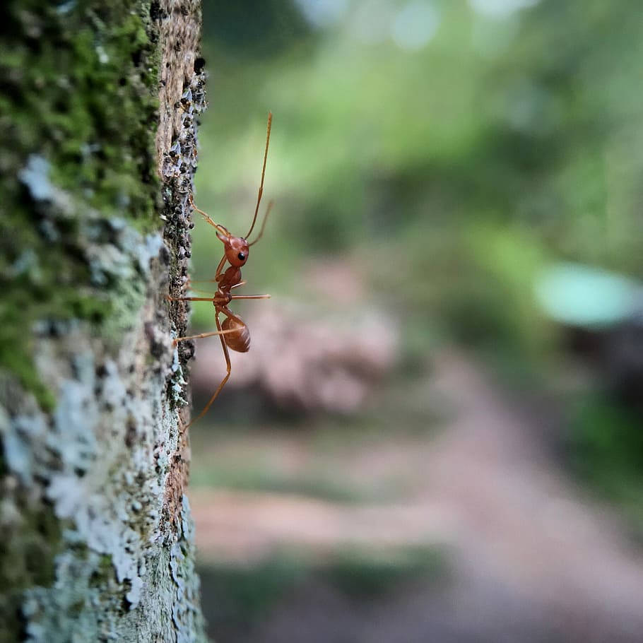 ant 桌布 壁紙 — 一隻紅褐色螞蟻爬上長滿苔蘚的樹幹的特寫，背景是模糊的綠色森林。