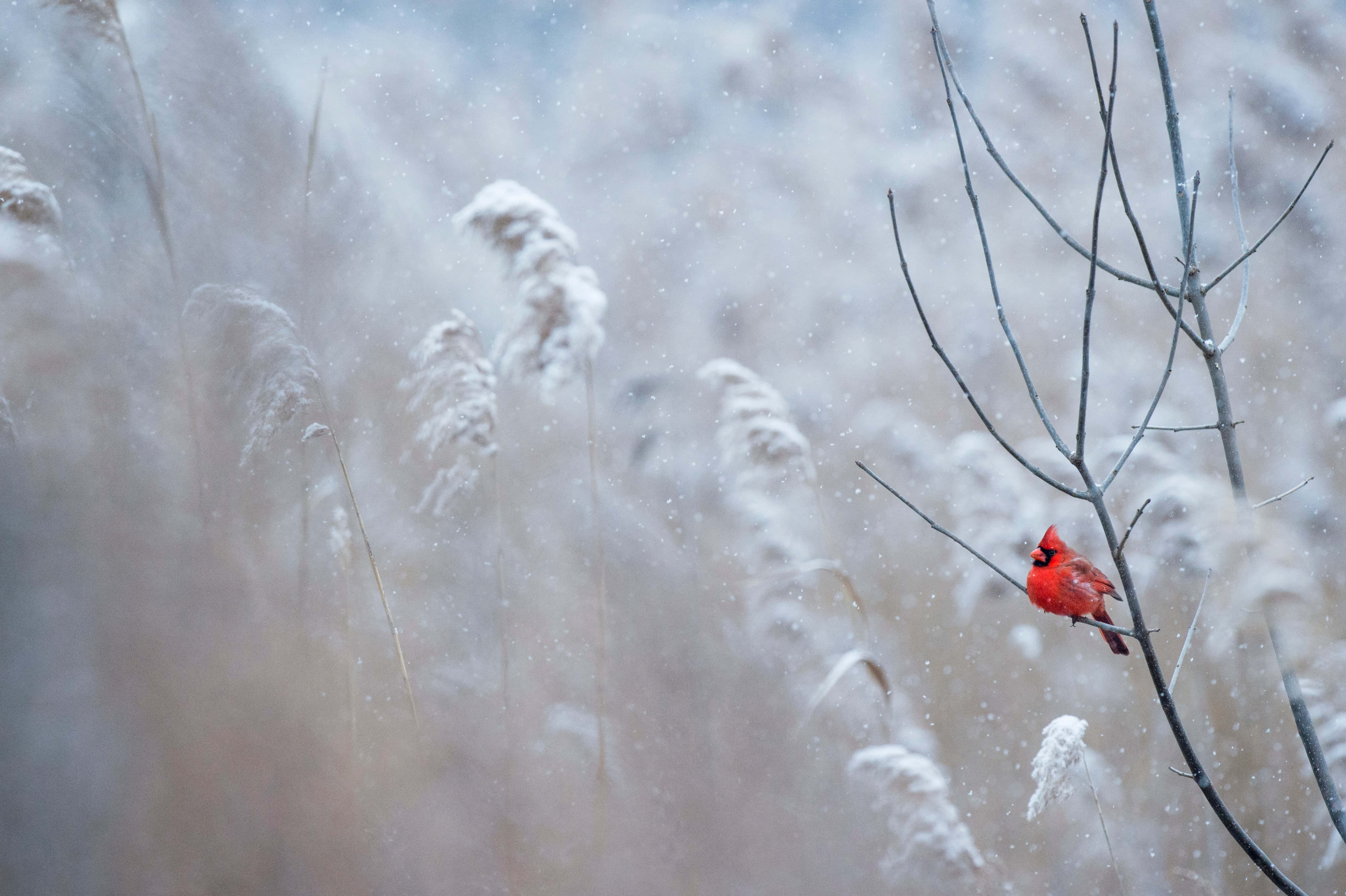 一隻紅雀棲息在雪中的樹枝上 壁紙