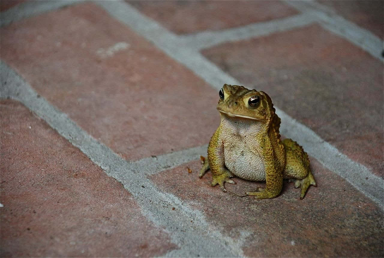 Frog 桌布 壁紙 — 一隻紋理分明的蟾蜍警覺地坐在經風化的紅磚路面上，沐浴在柔和自然光下。