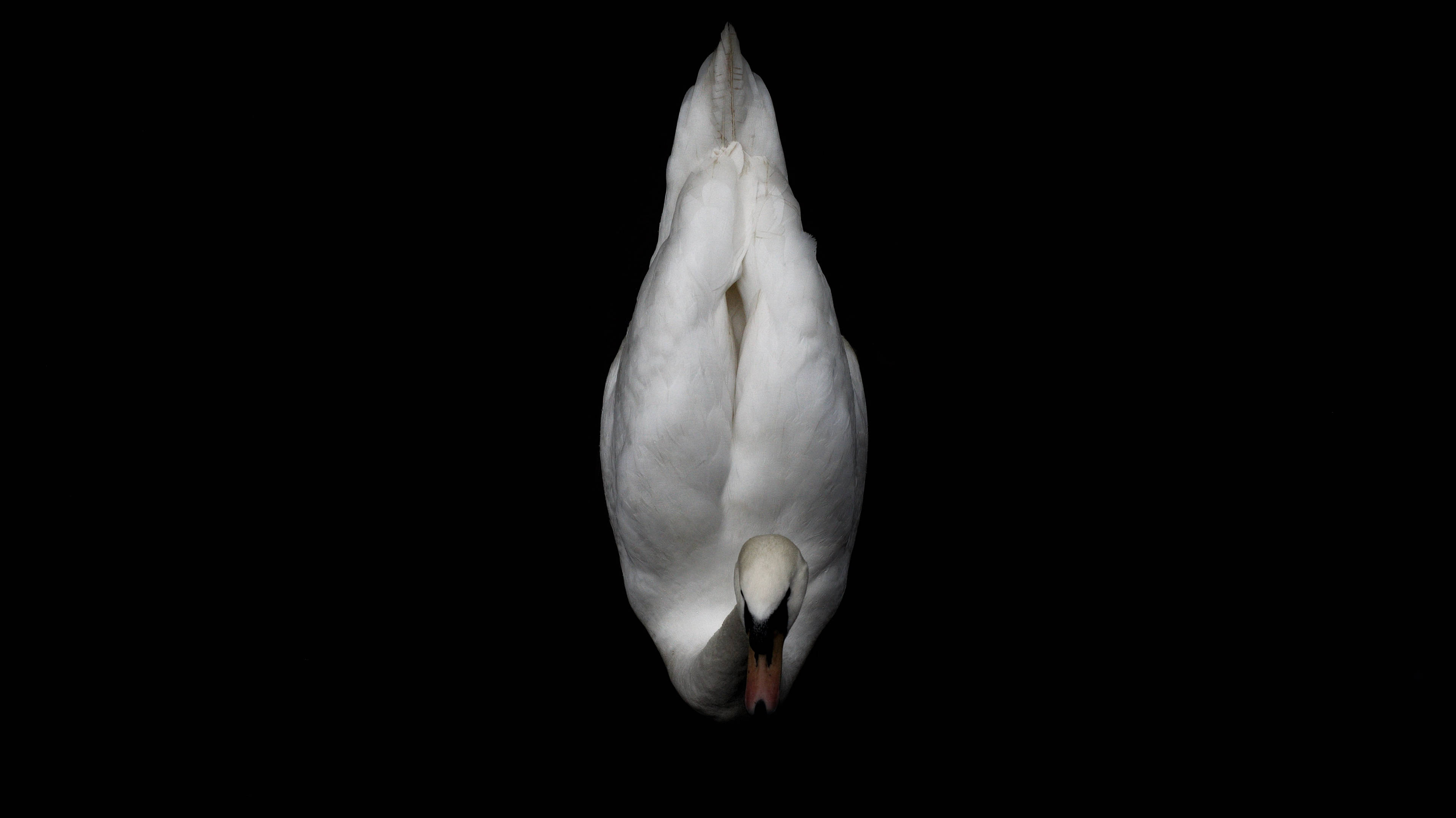 White Duck 桌布 壁紙 — 一隻純潔無瑕的天鵝以優雅的對稱姿態一頭栽進純粹的黑暗之中。