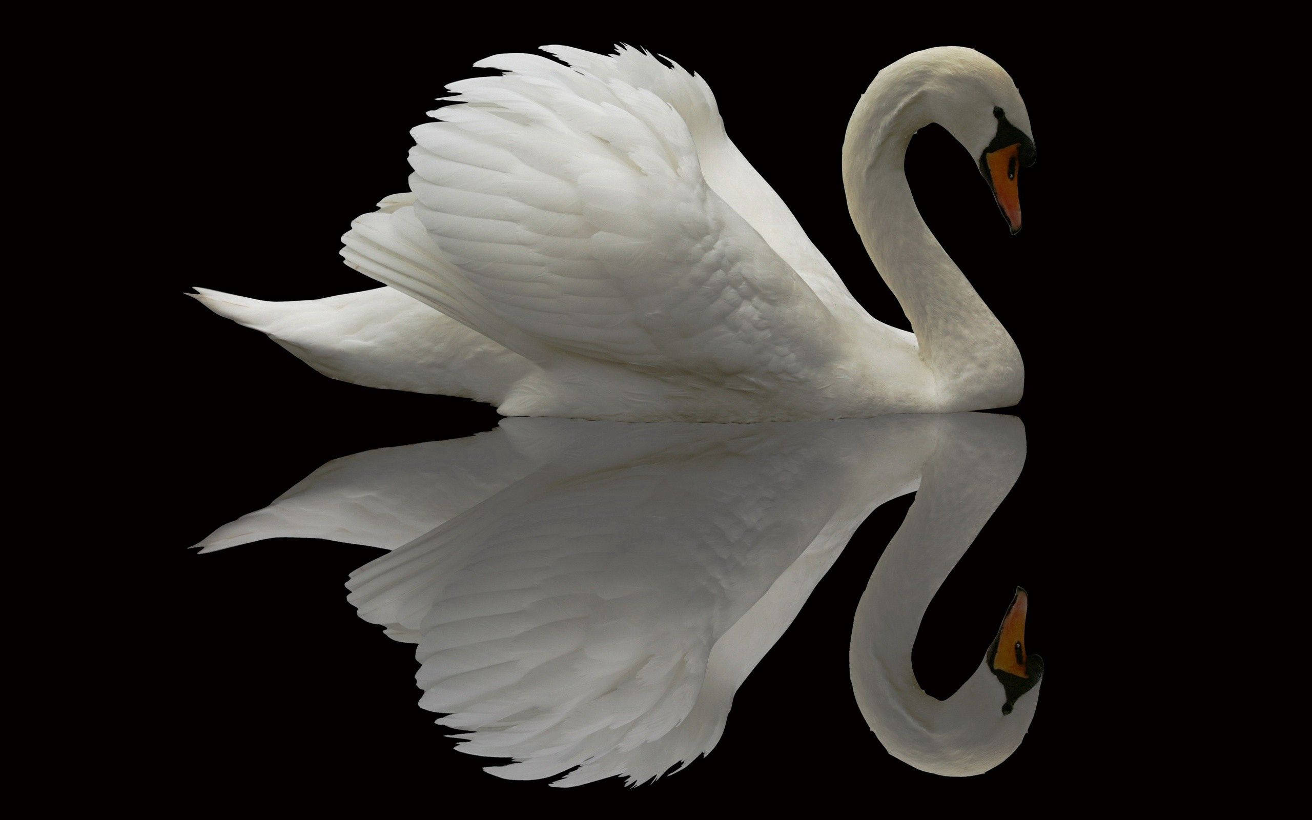 birds 桌布 壁紙 — 一隻純潔無瑕的白天鵝，有著橙色的喙，在完美如鏡的水面上優雅滑行，背景是純黑色。