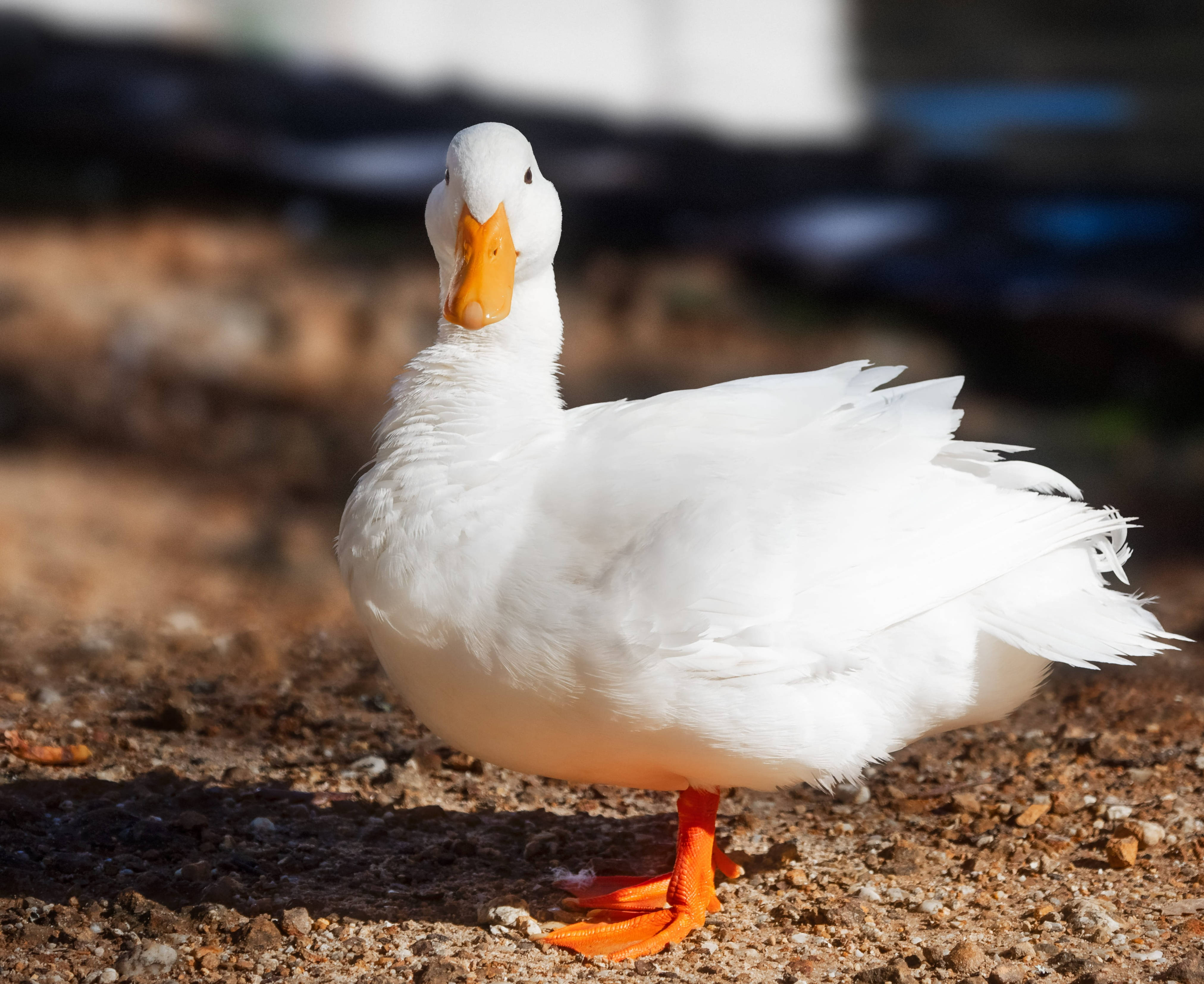 White Duck 桌布 壁紙 — 一隻純潔無瑕的白鴨，擁有鮮橙色的喙和腳，警覺地站在陽光普照的碎石地上。
