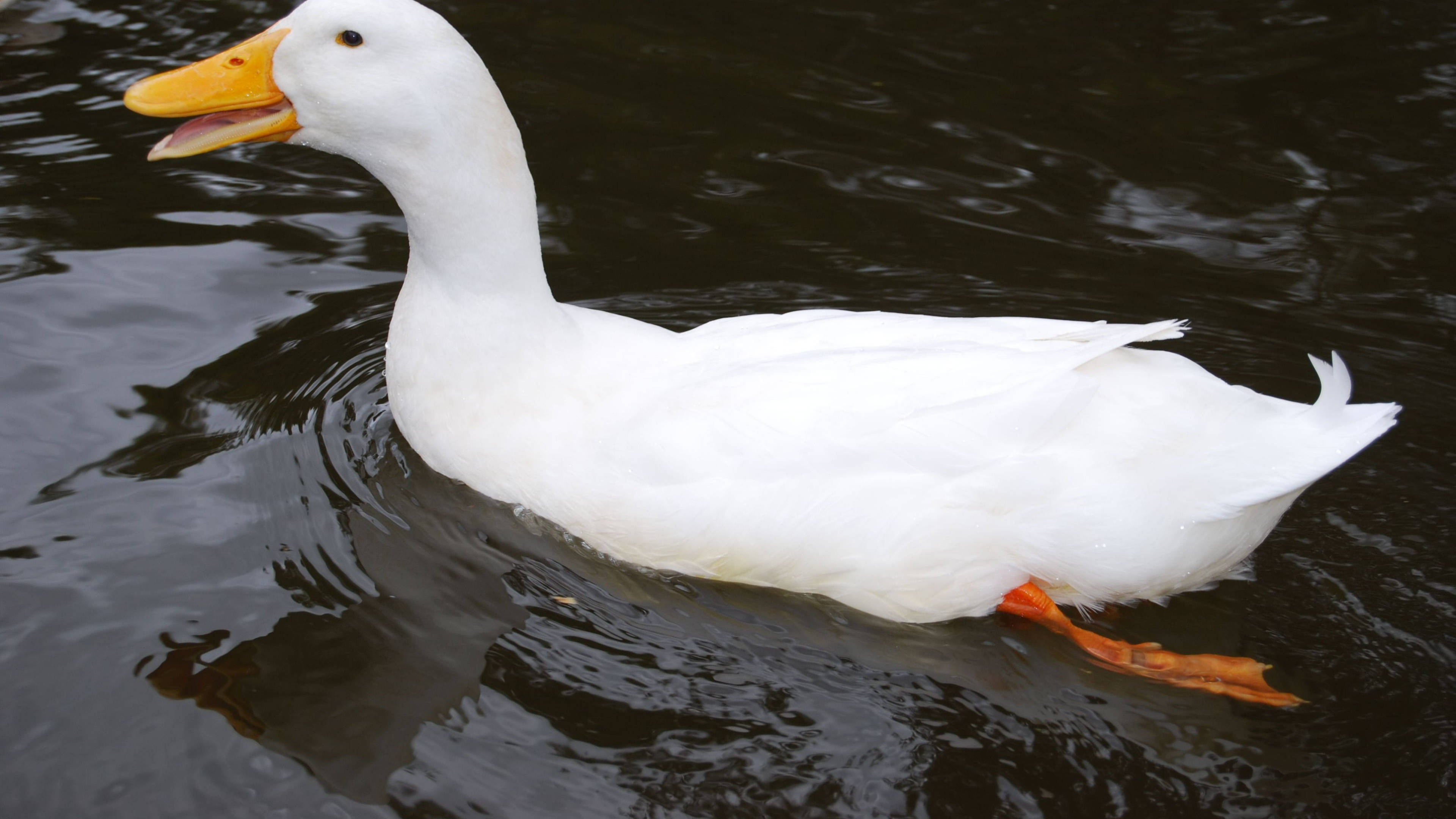 White Duck 桌布 壁紙 — 一隻純潔無瑕的白鴨，有著鮮橙色的喙和腳，在黑暗的漣漪水面上平靜地滑行。