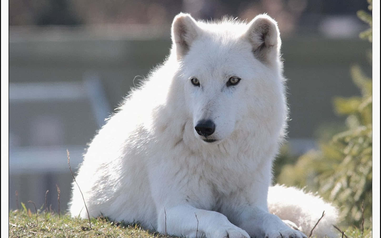 Arctic Wolf 桌布 壁紙 — 一隻純潔的白狼在陽光照耀的草地上平靜地休息，周圍是柔和的綠植和模糊的背景。