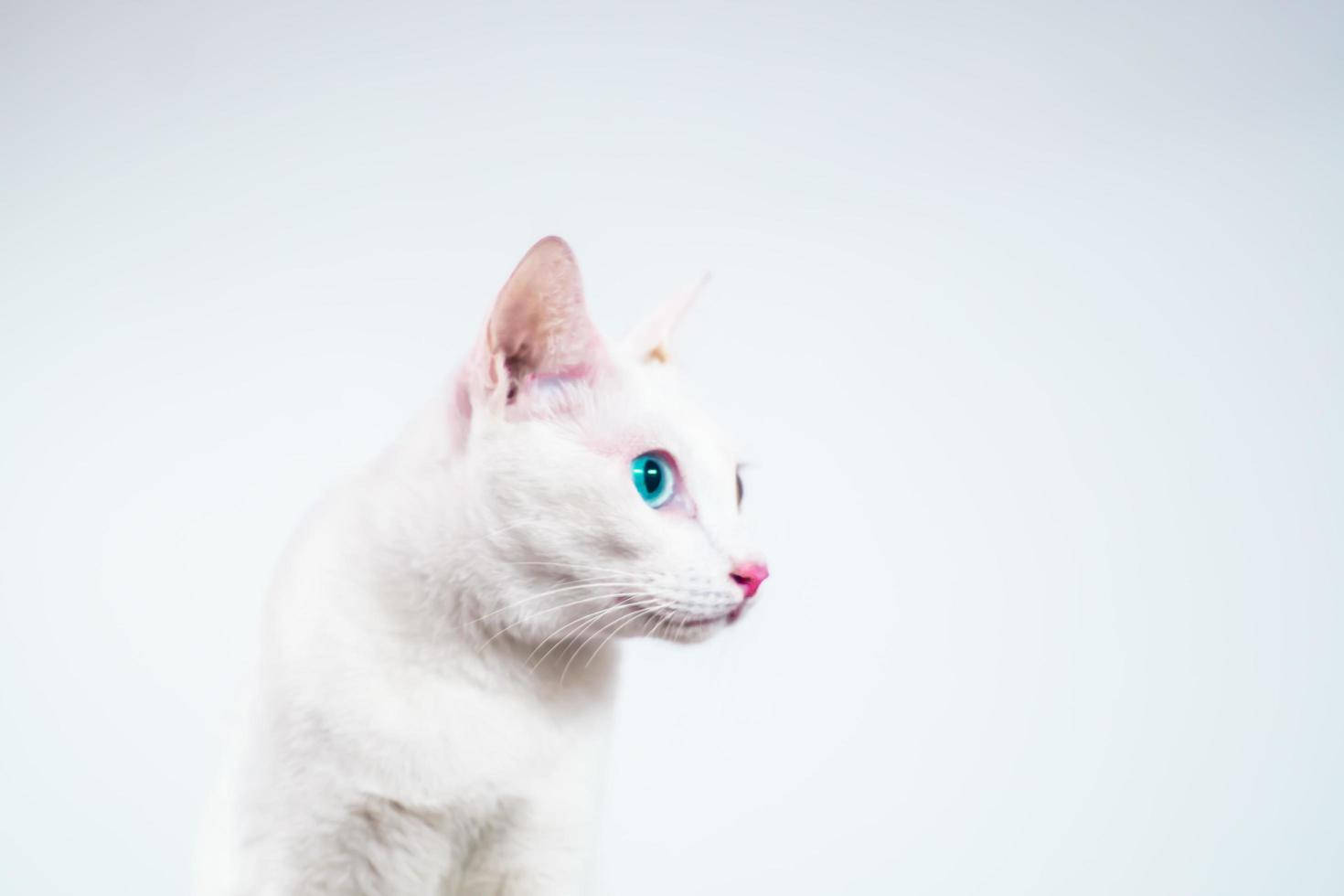Pink Cat 桌布 壁紙 — 一隻純潔的白貓，擁有引人注目的藍色眼睛和粉紅色鼻子，在柔和的白色背景下平靜地凝視。